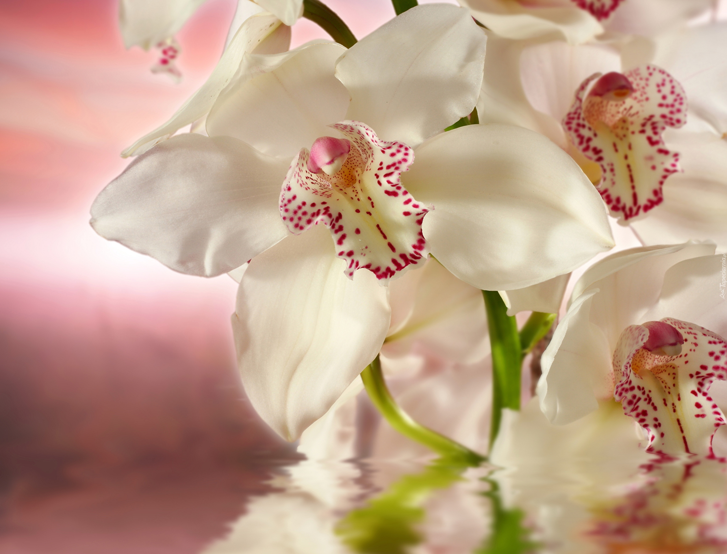 Biała, Orchidea, Woda, Rozmycie
