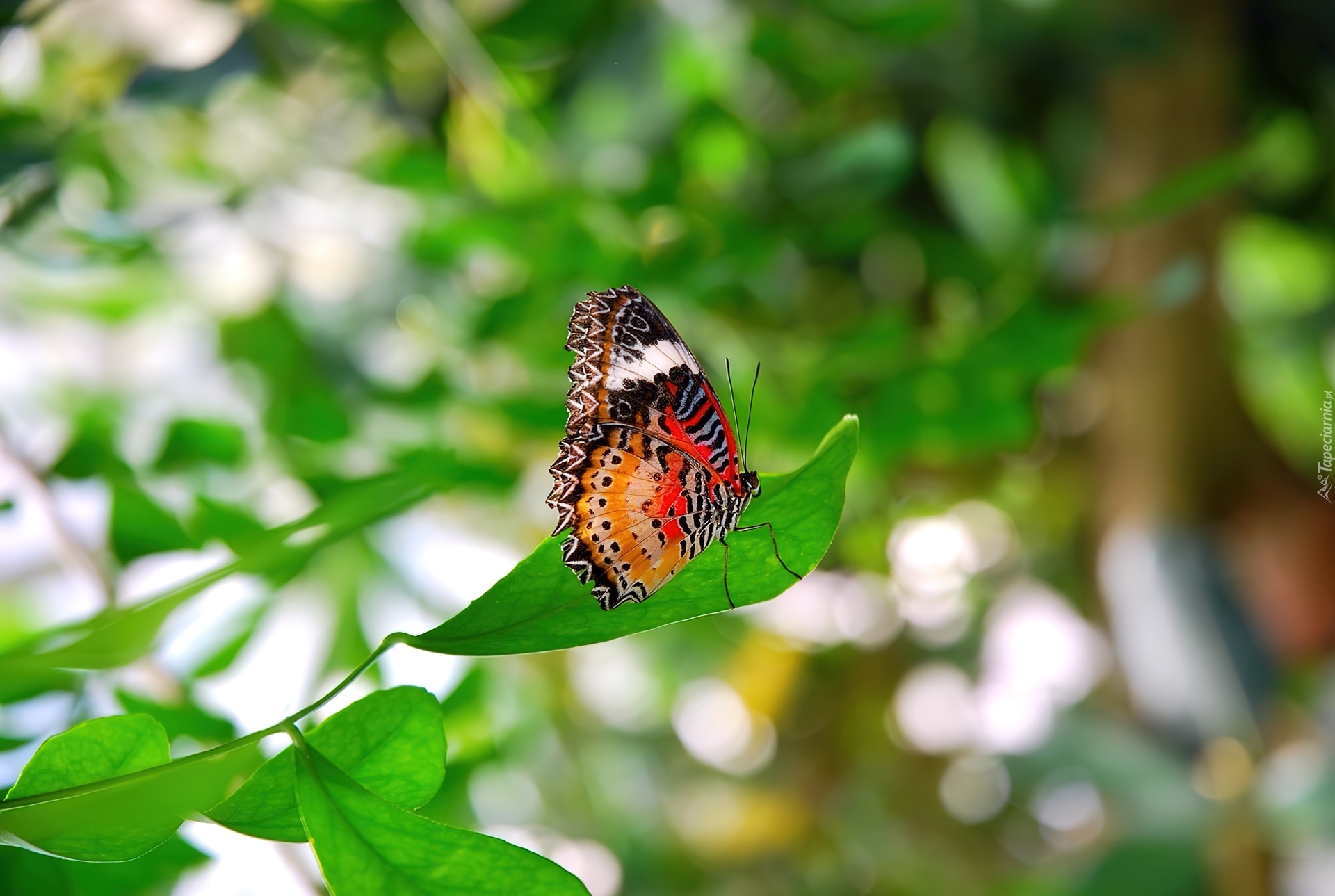 Kolorowy, Motyl, Liść