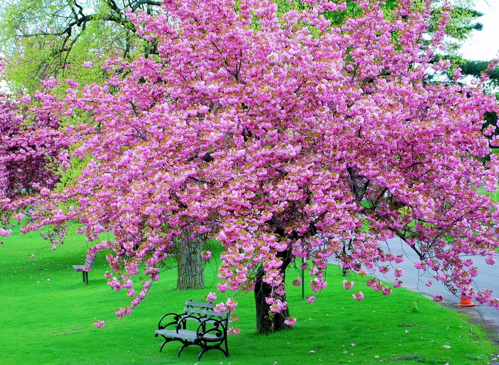 Kwitnące, Drzewo, Ławka