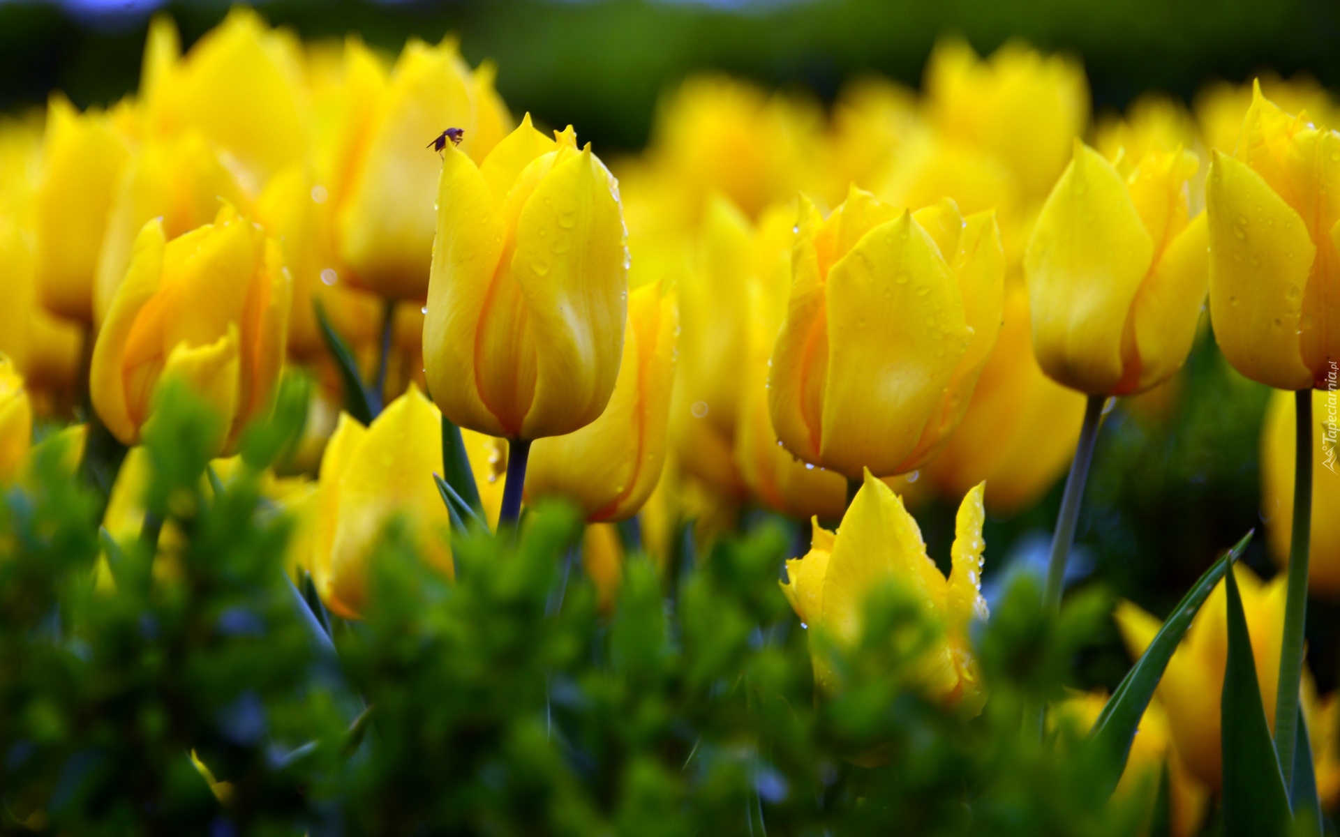 Żółte, Tulipany, Owad