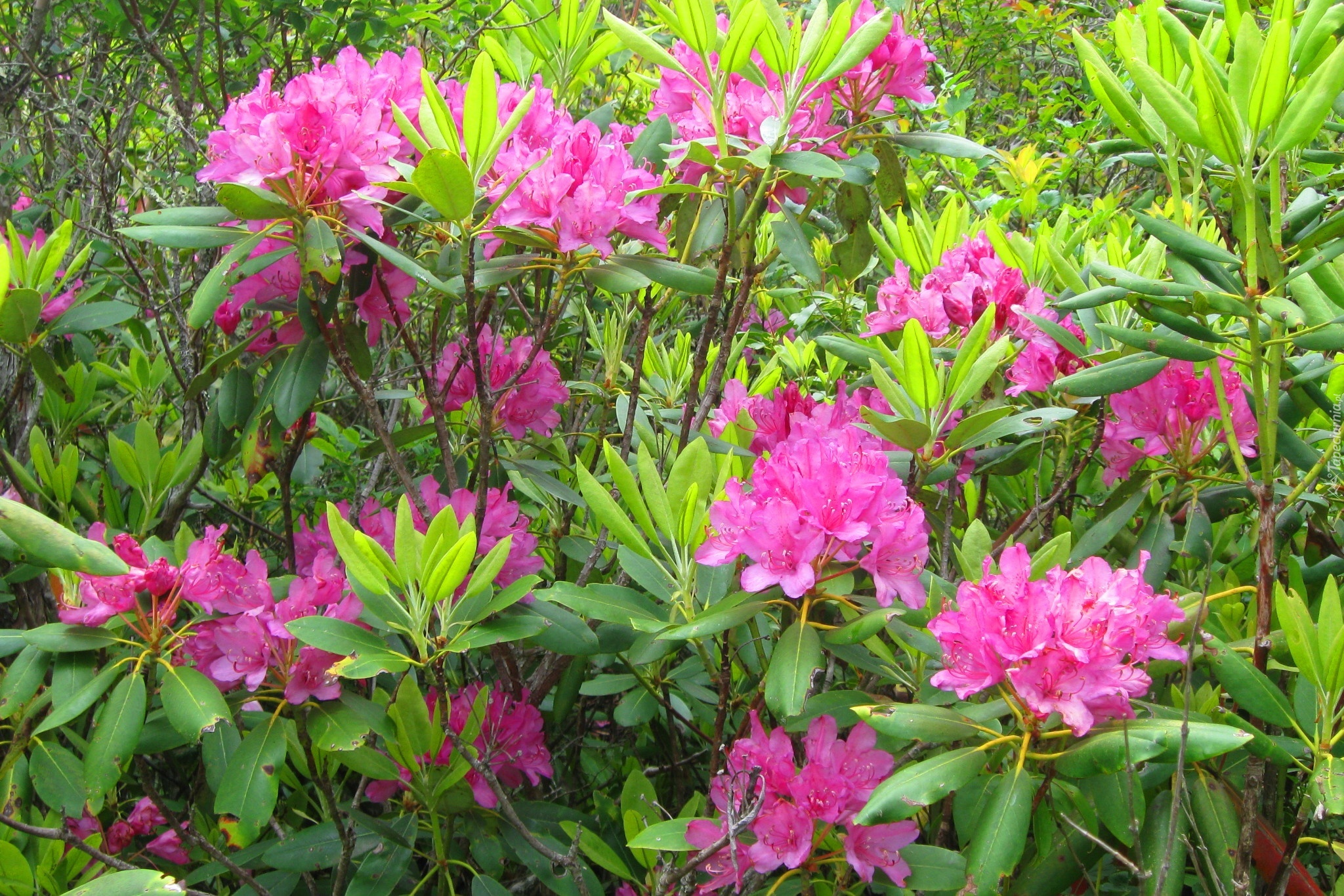 Rododendron, Różowe, Kwiaty