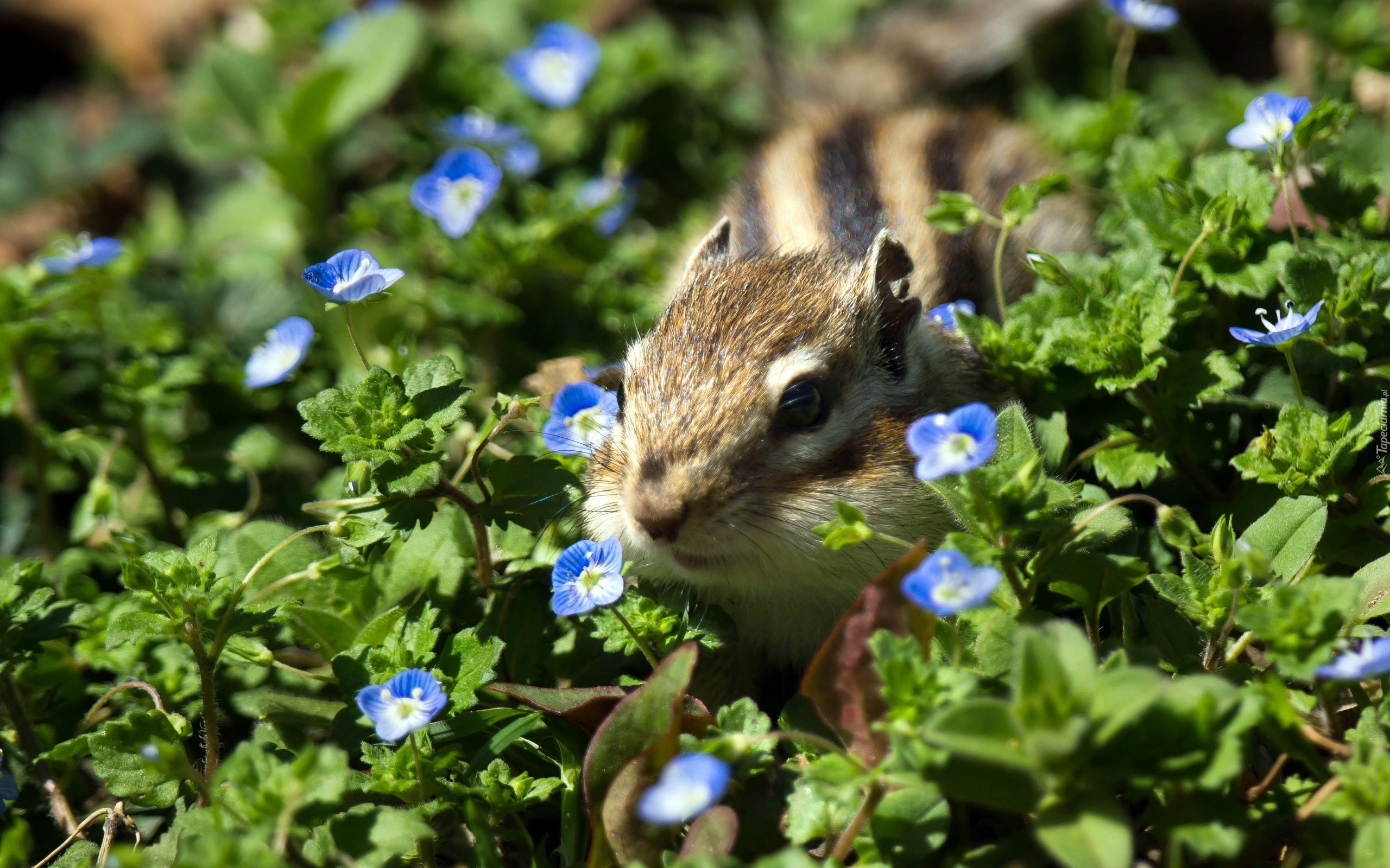 Chipmunk, Kwiatuszki