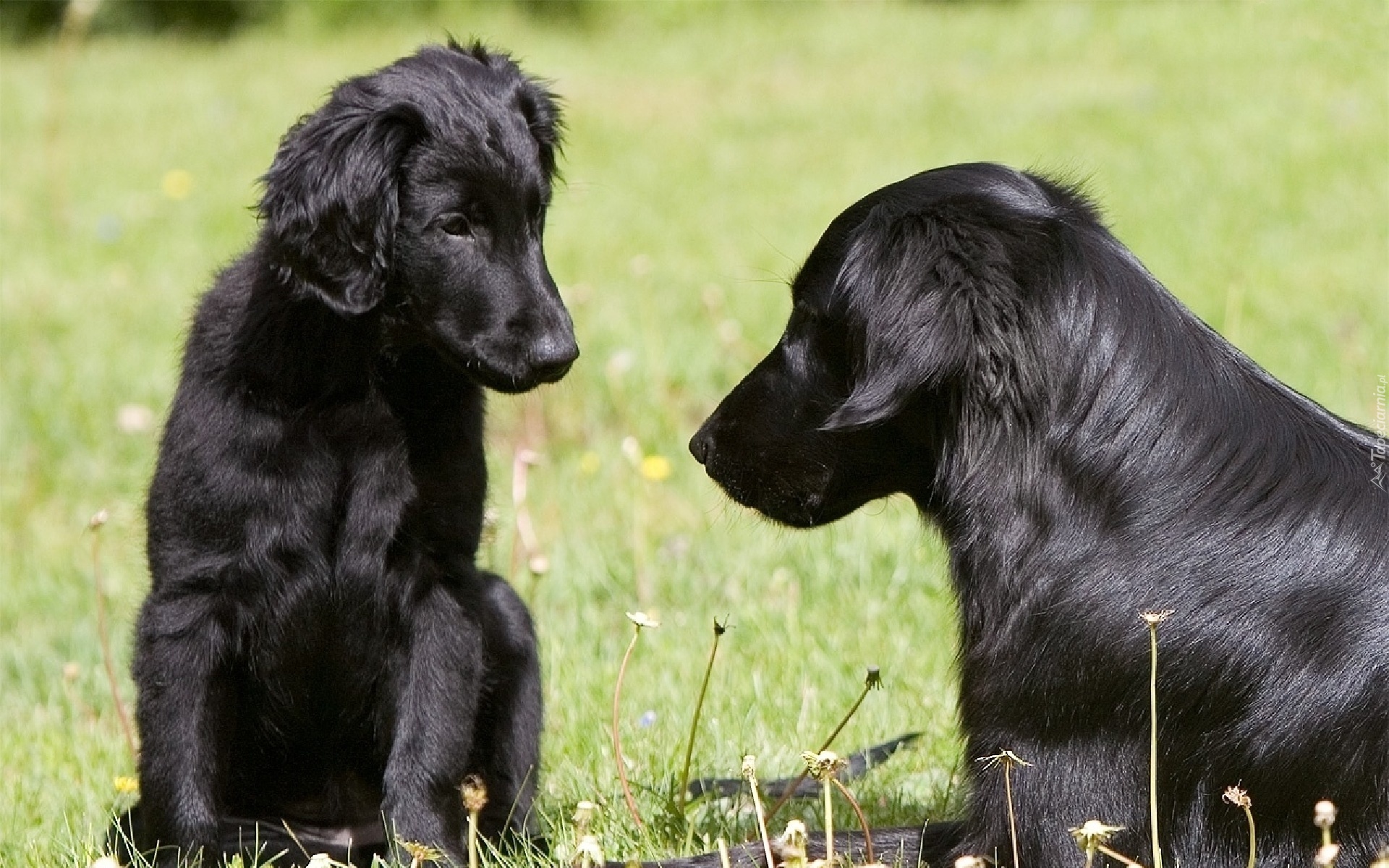 Dwa, Czarne, Psy, Flat coated retriever