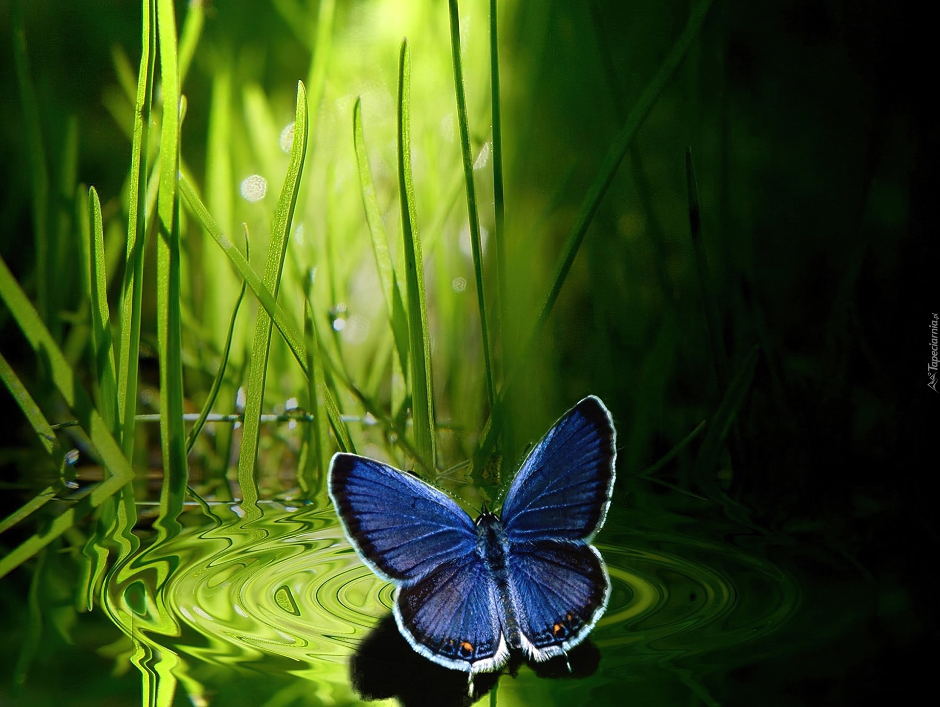 Тихо бабочки летают. Бабочки летают. Голубая бабочка. Полет бабочки. Счастье бабочки.
