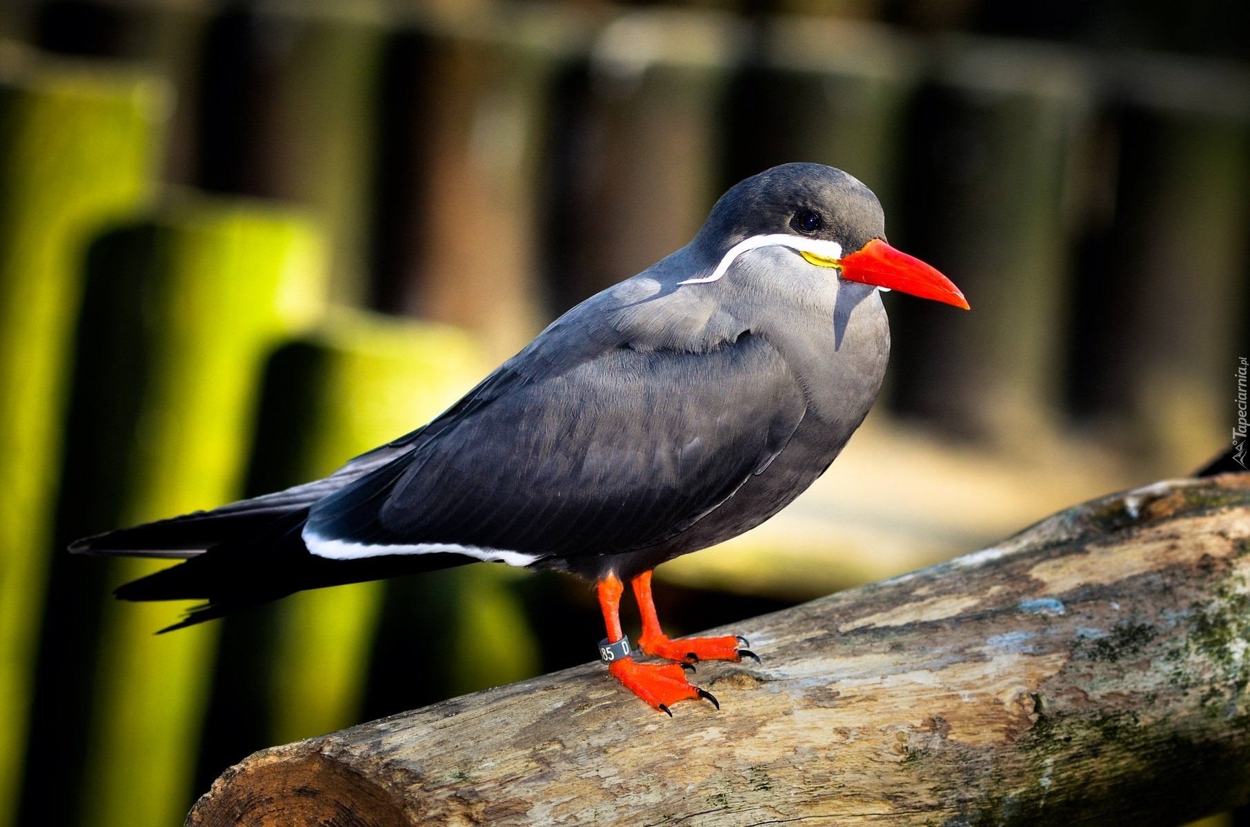 Ptak, Inca Tern