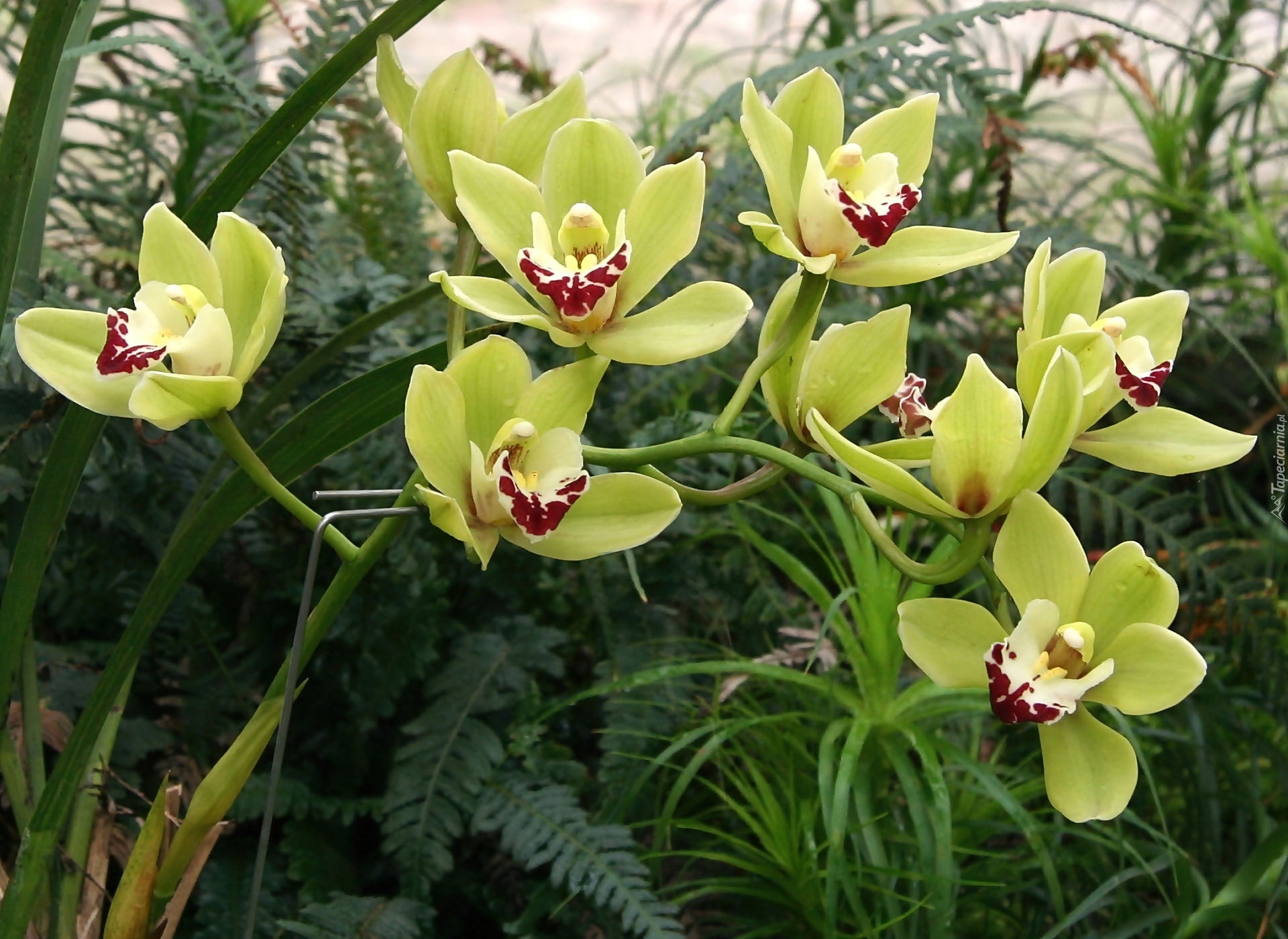 Storczyk, Cymbidium