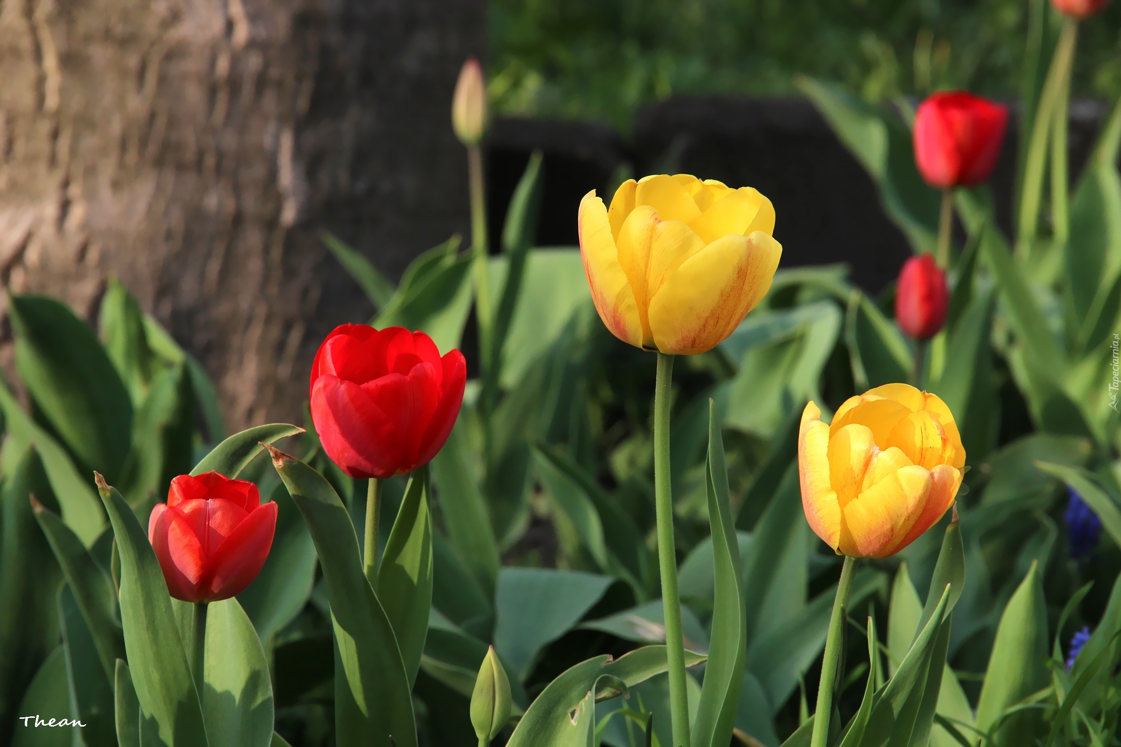 Żółte, Czerwone, Tulipany