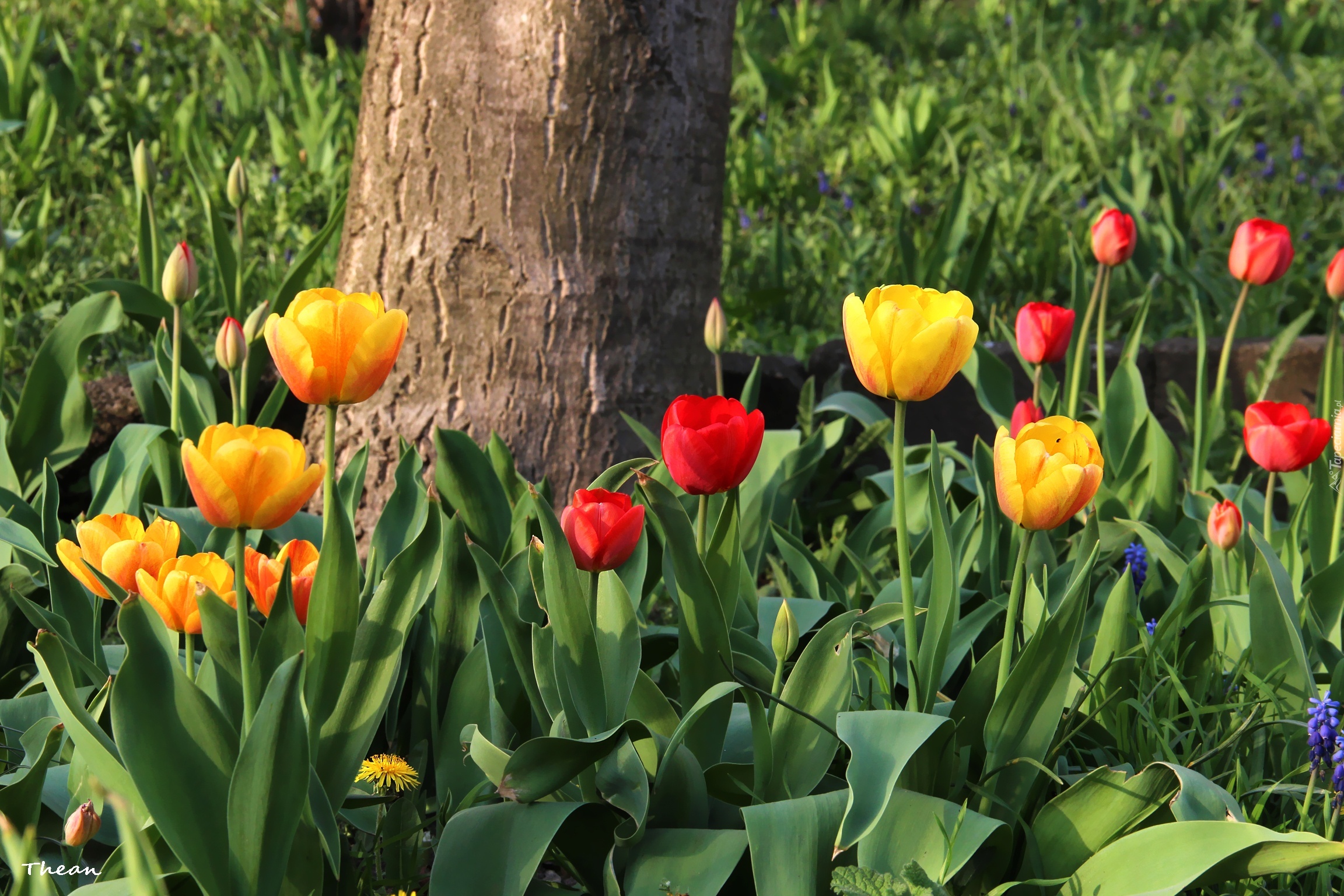 Żółte, Czerwone, Tulipany