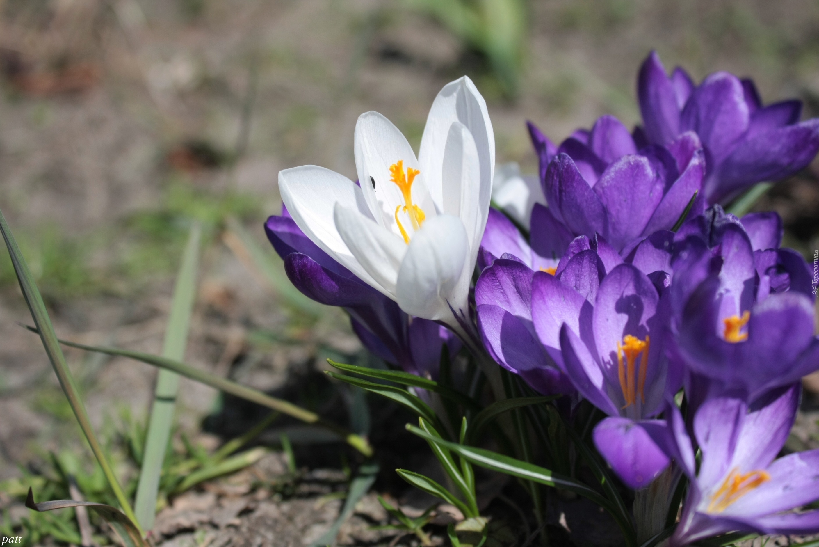 Biały, Fioletowy, Krokus