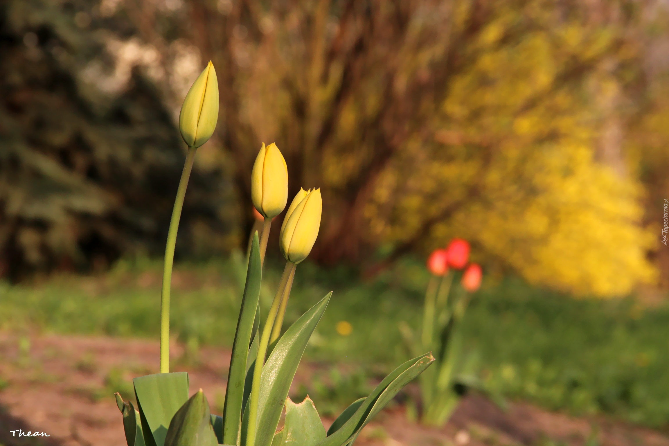 Żółte, Tulipany, Kwiaty