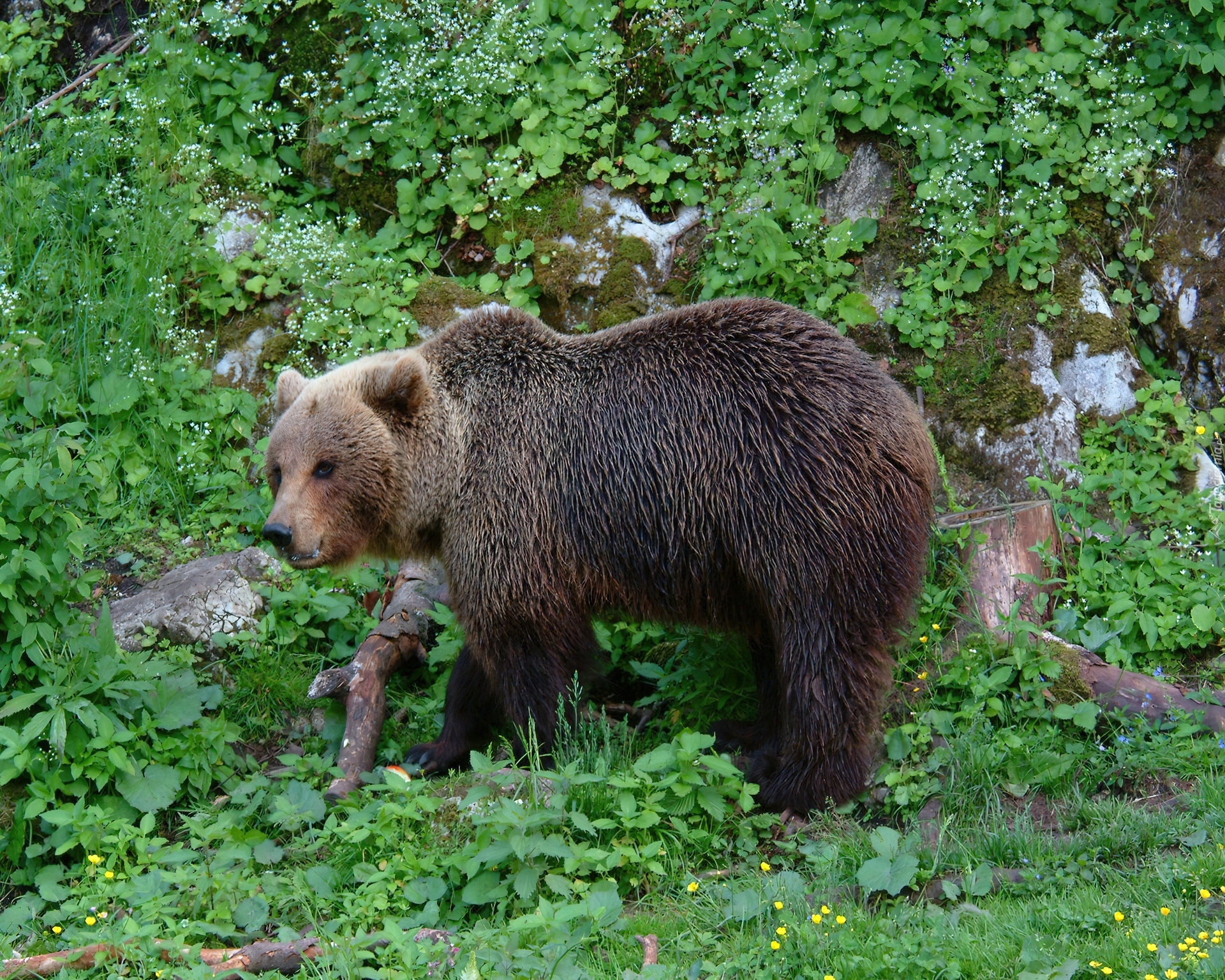 Niedźwiedź, Zieleń