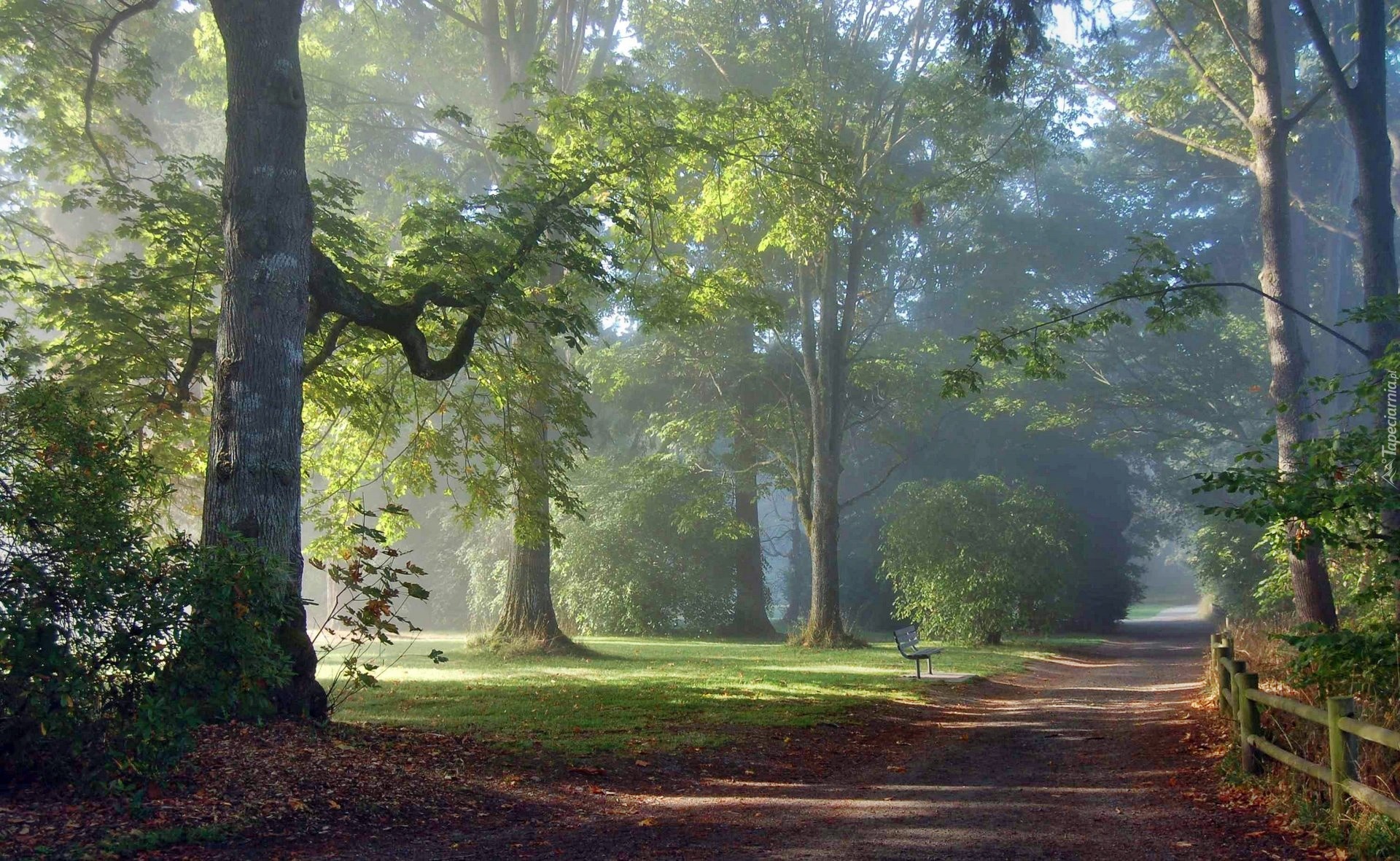 Park, Aleja, Poranek, Mgła