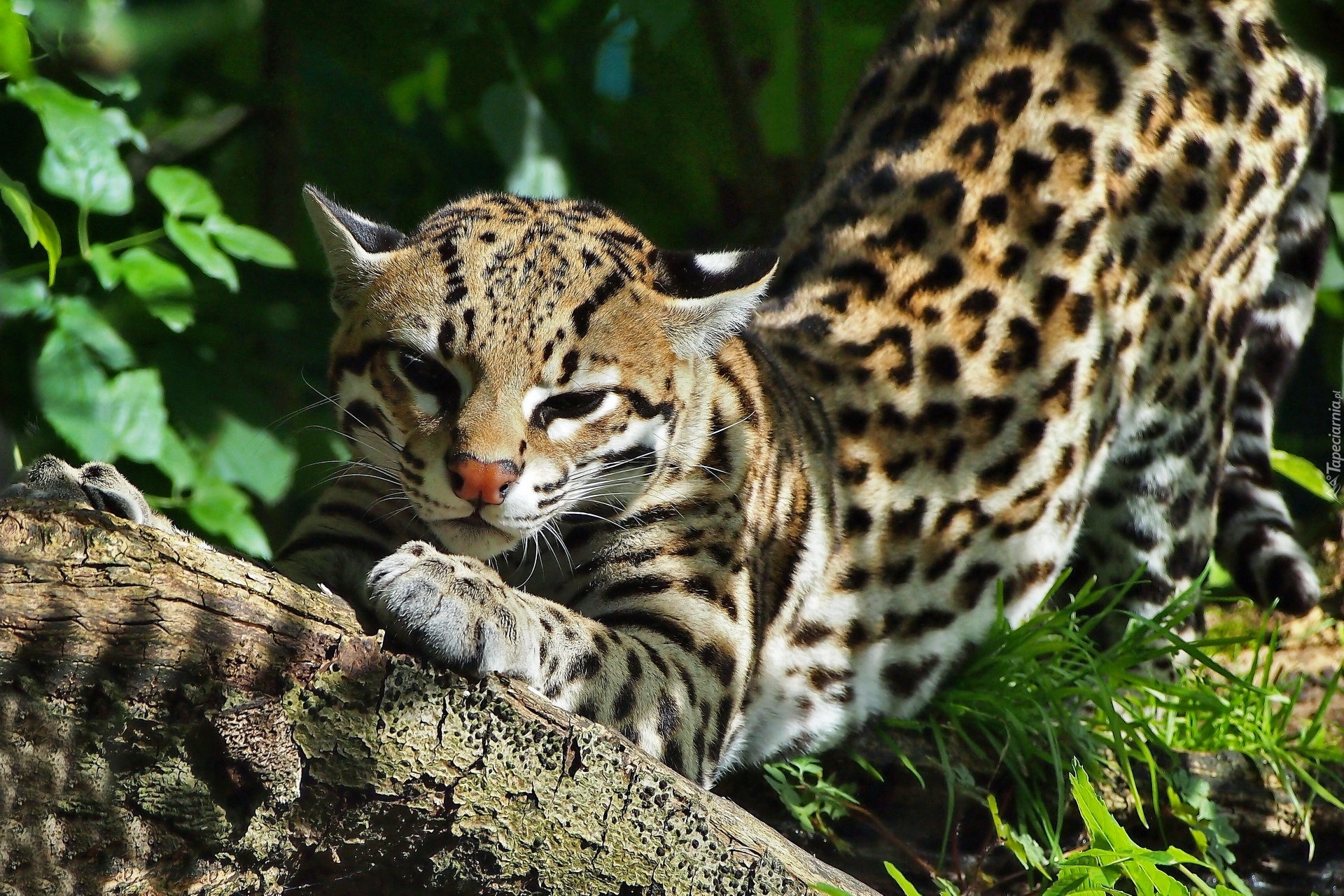 Odpoczywający, Ocelot