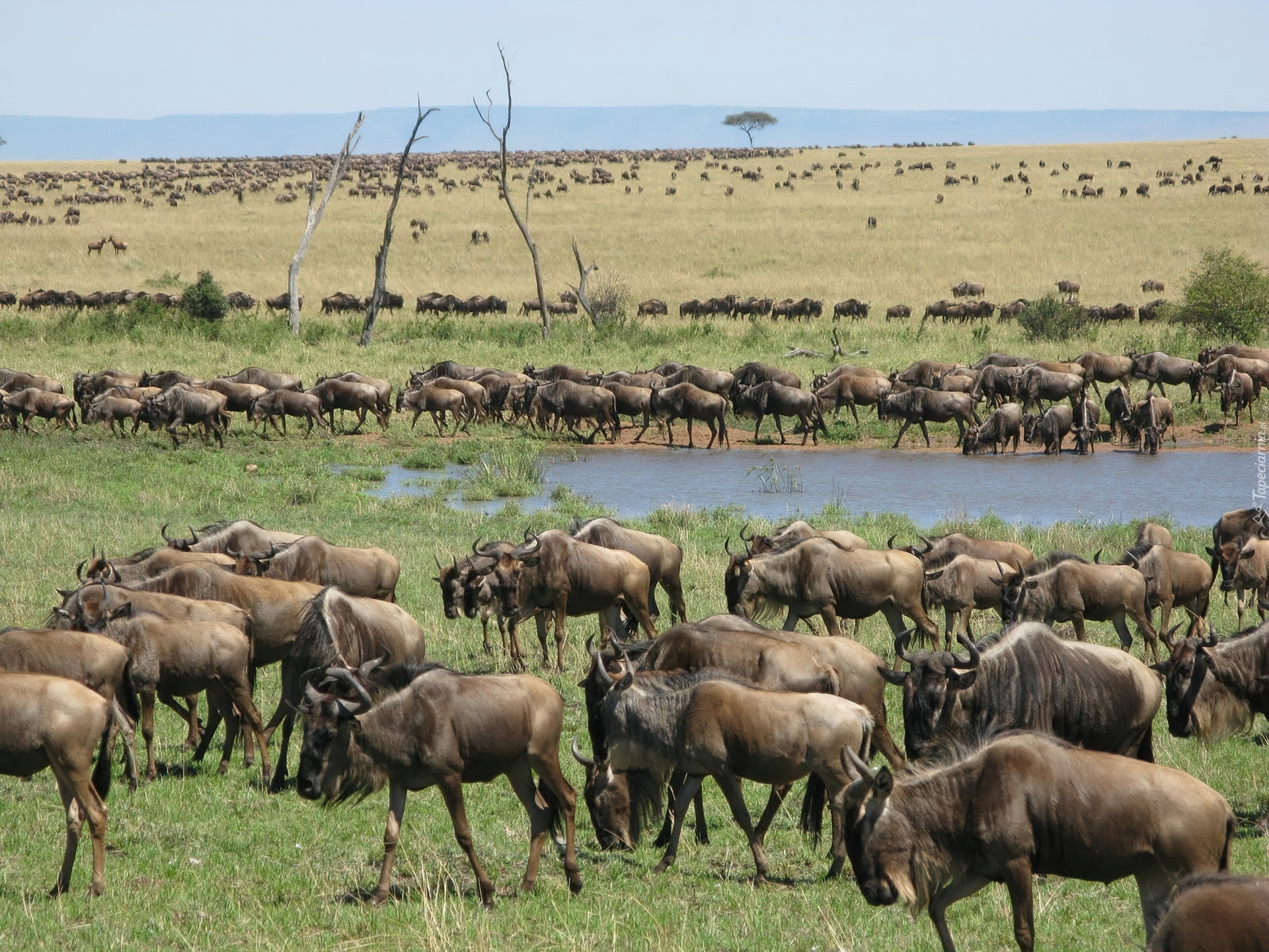 Antylopy, Gnu, Trawa, Woda, Migracja, Serengeti
