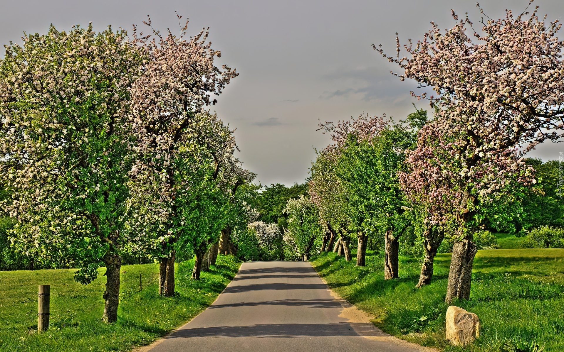 Aleja, Kwitnących, Drzew, Łąki