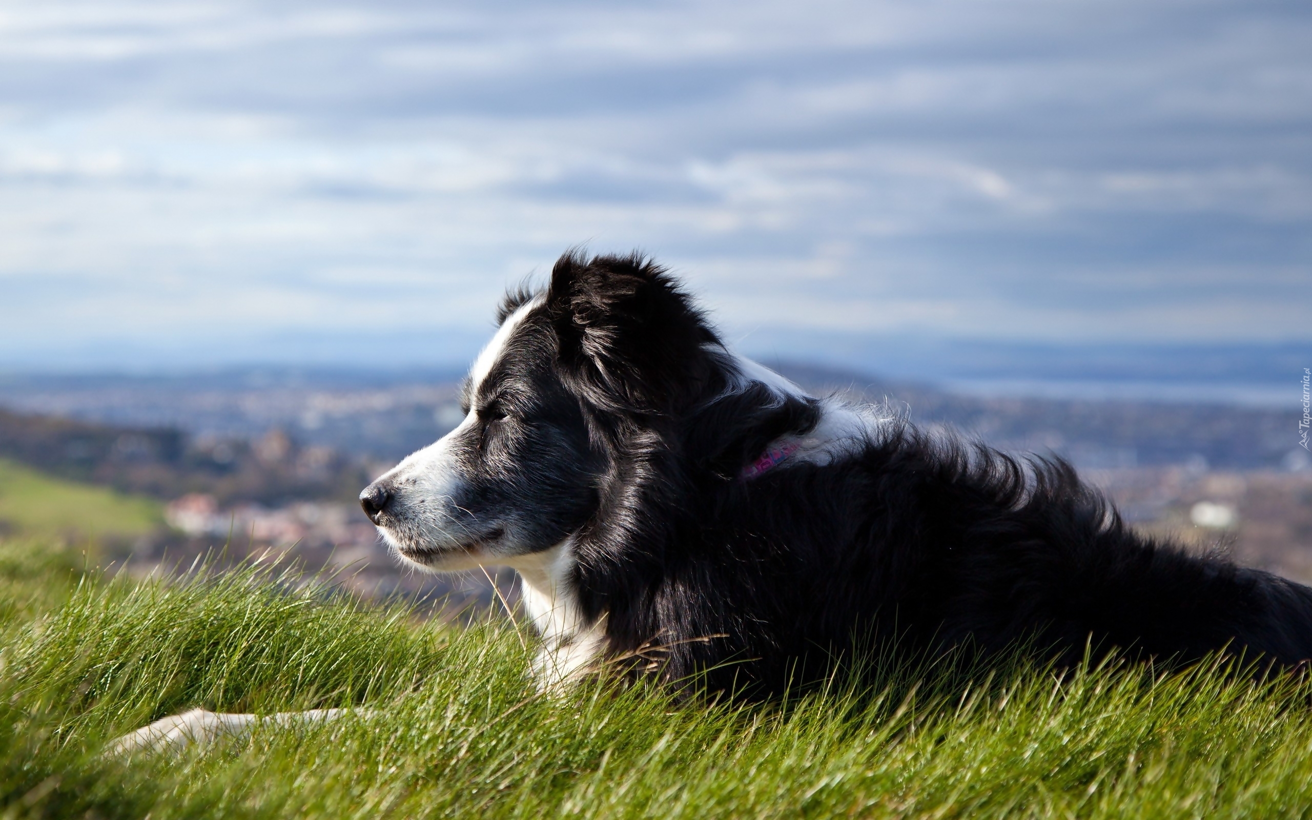 Pies, Pasterski, Łąka, Panorama, Border Collie