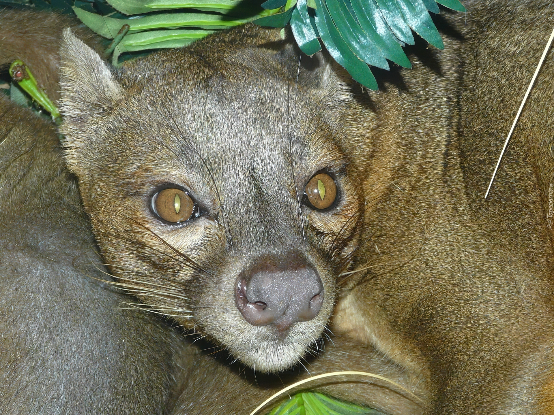 Fossa, Oczy