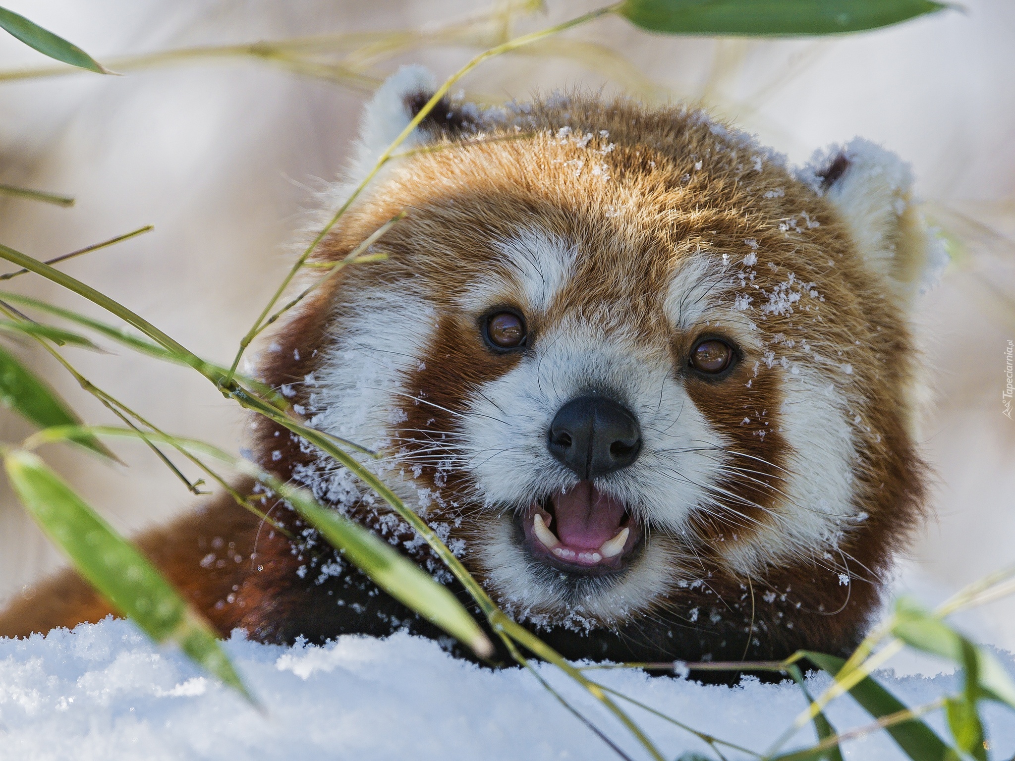 Czerwona, Panda, Pandka ruda