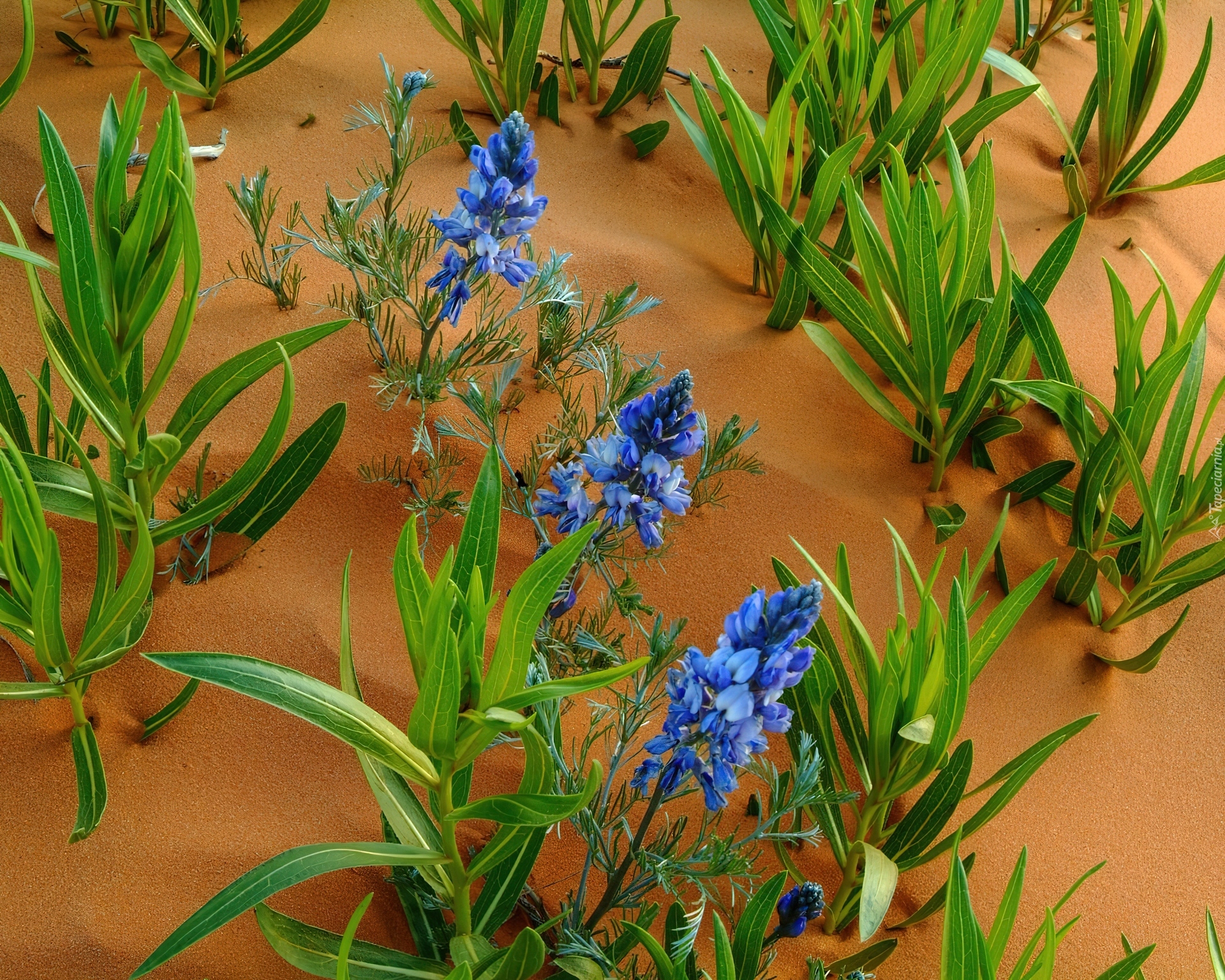 Niebieskie, Kwiatki, Sophora, Listki, Piasek