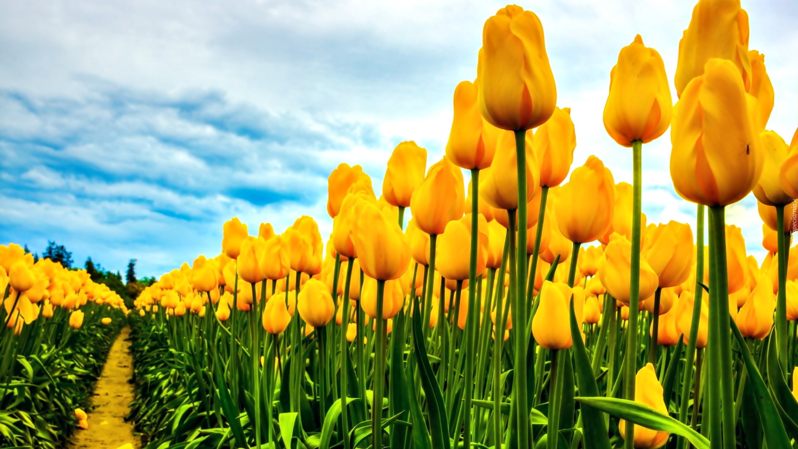 Żółte, Tulipany, Uprawa