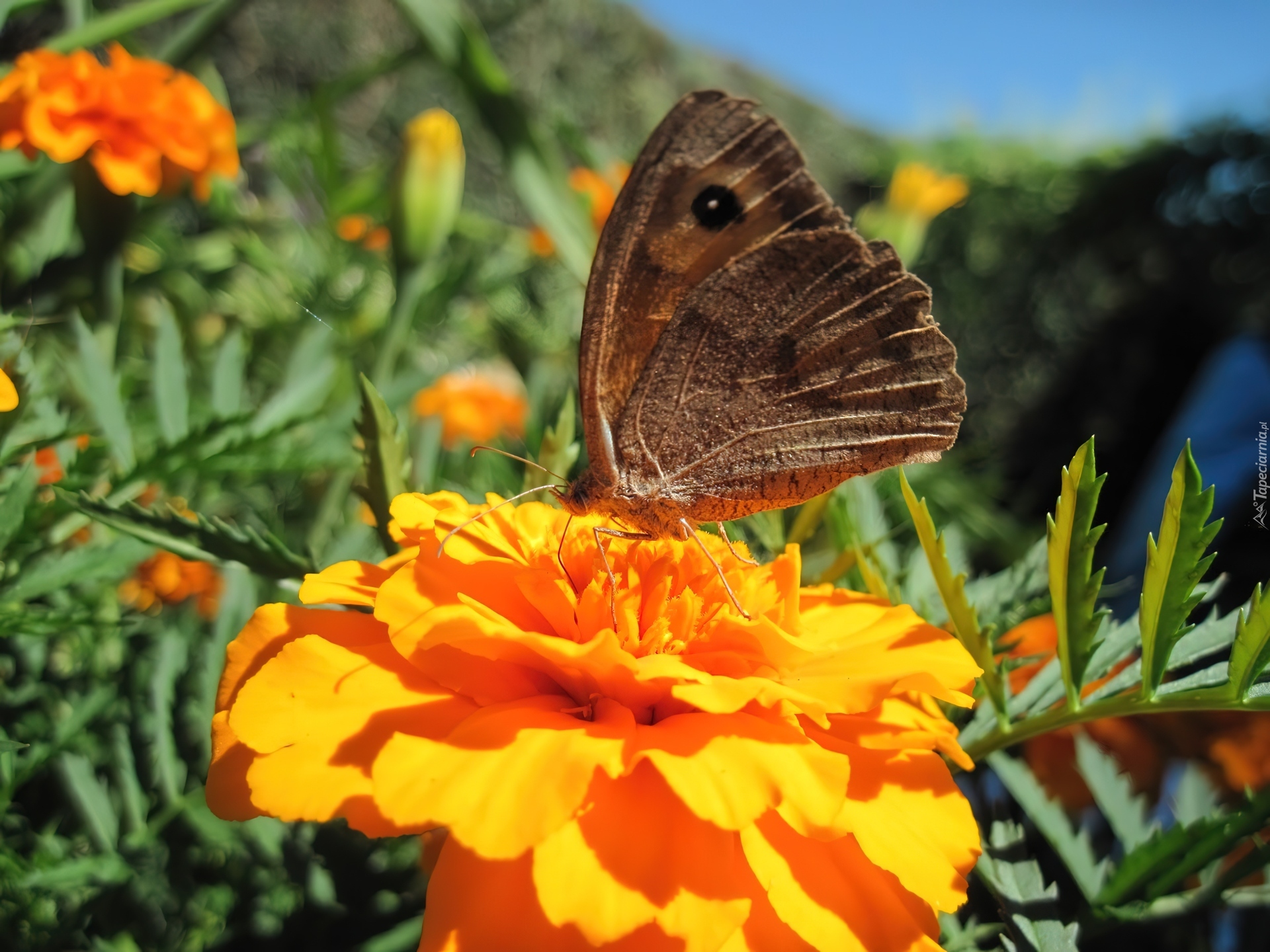 Kwiaty, Aksamitki, Motyl