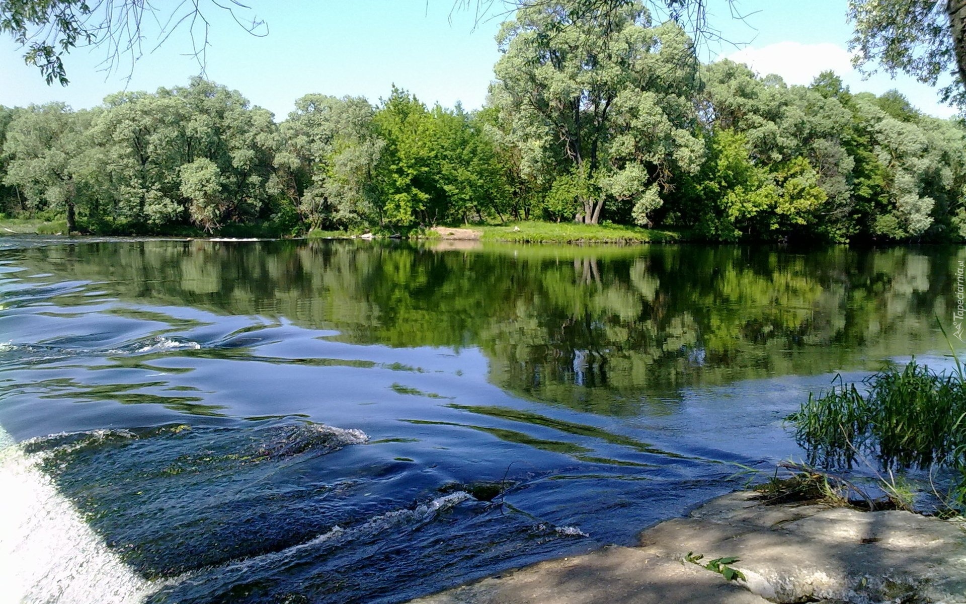Rzeka, Las, Drzewa