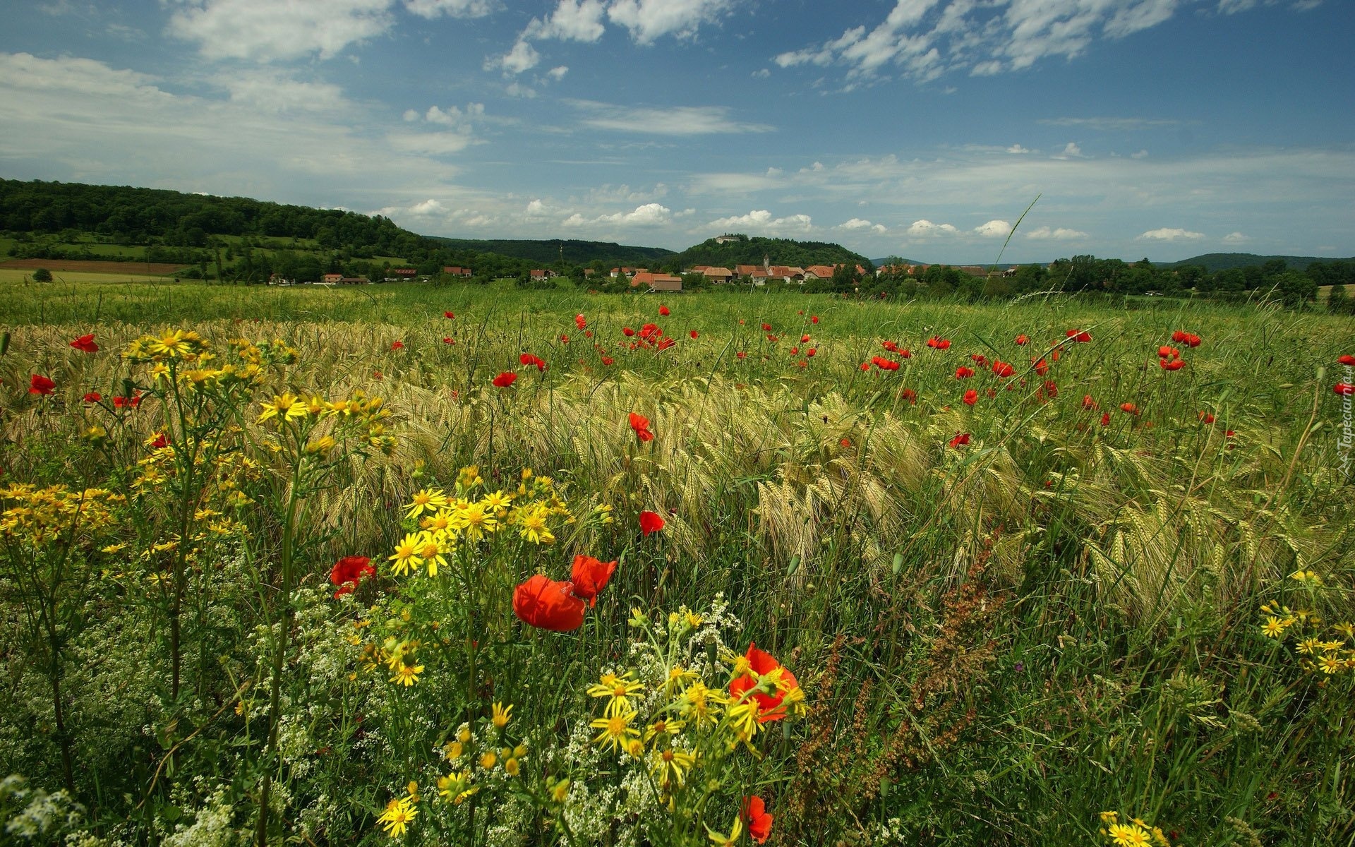 Łąka, Zboże, Maki