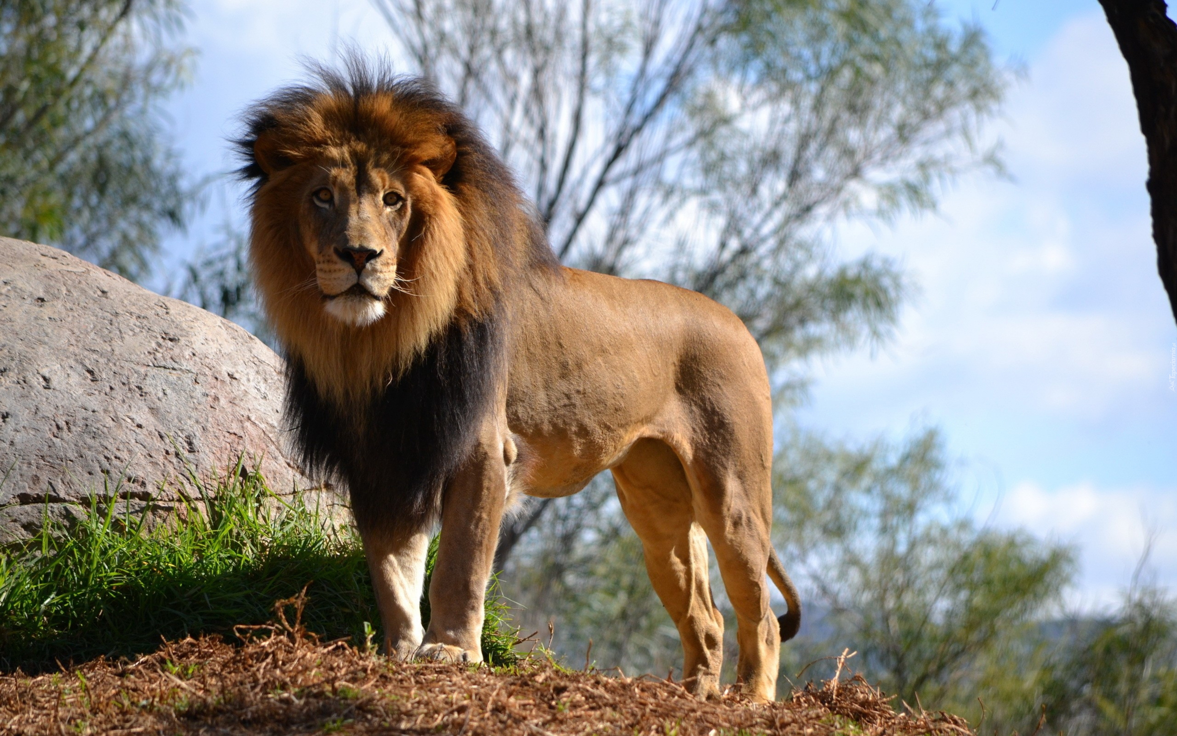 Сколько живут львы в дикой. Лев Лева Лион лёв. Капский Лев. Сенегальский Лев. Североконголезский Лев.