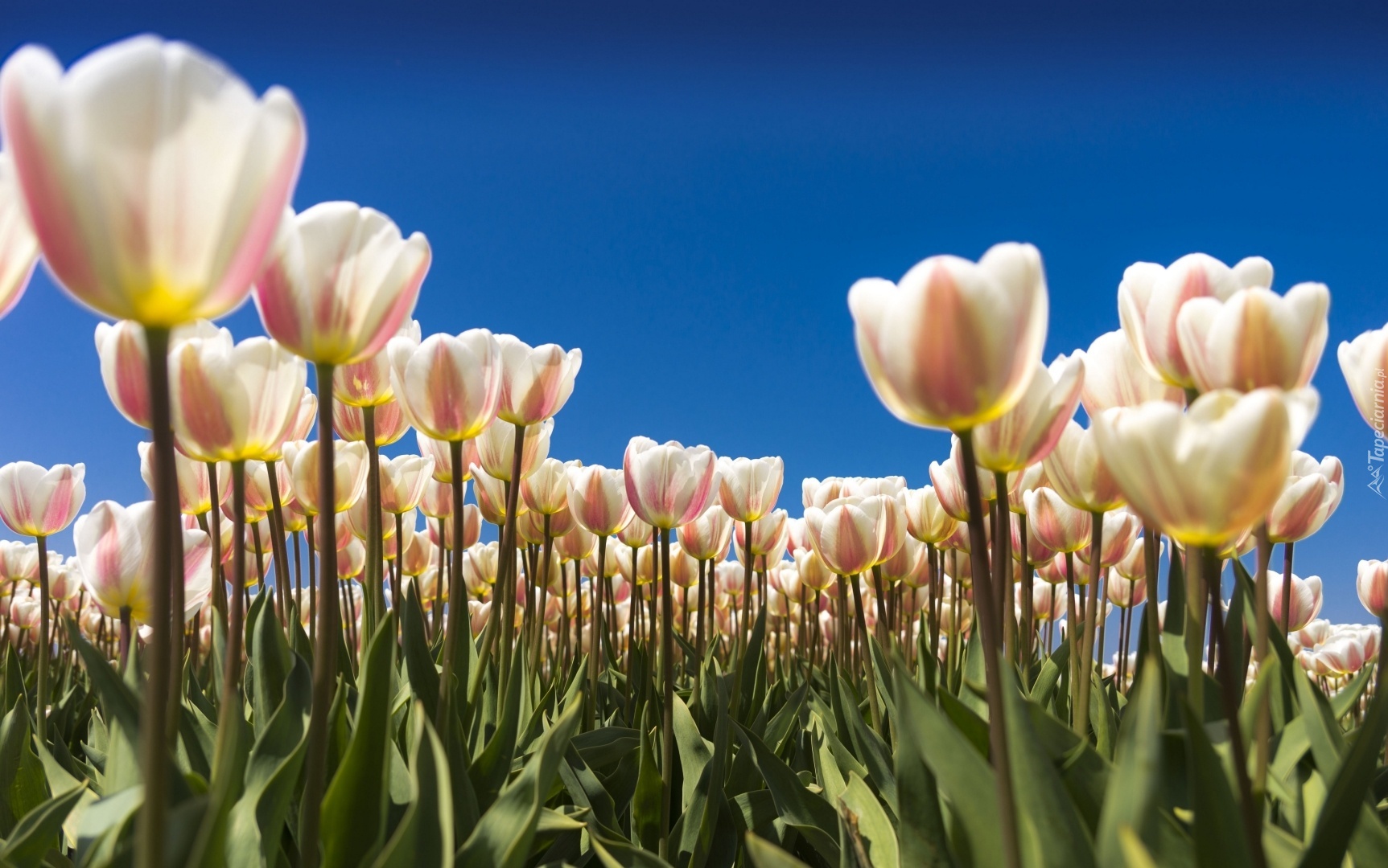 Białe, Tulipany