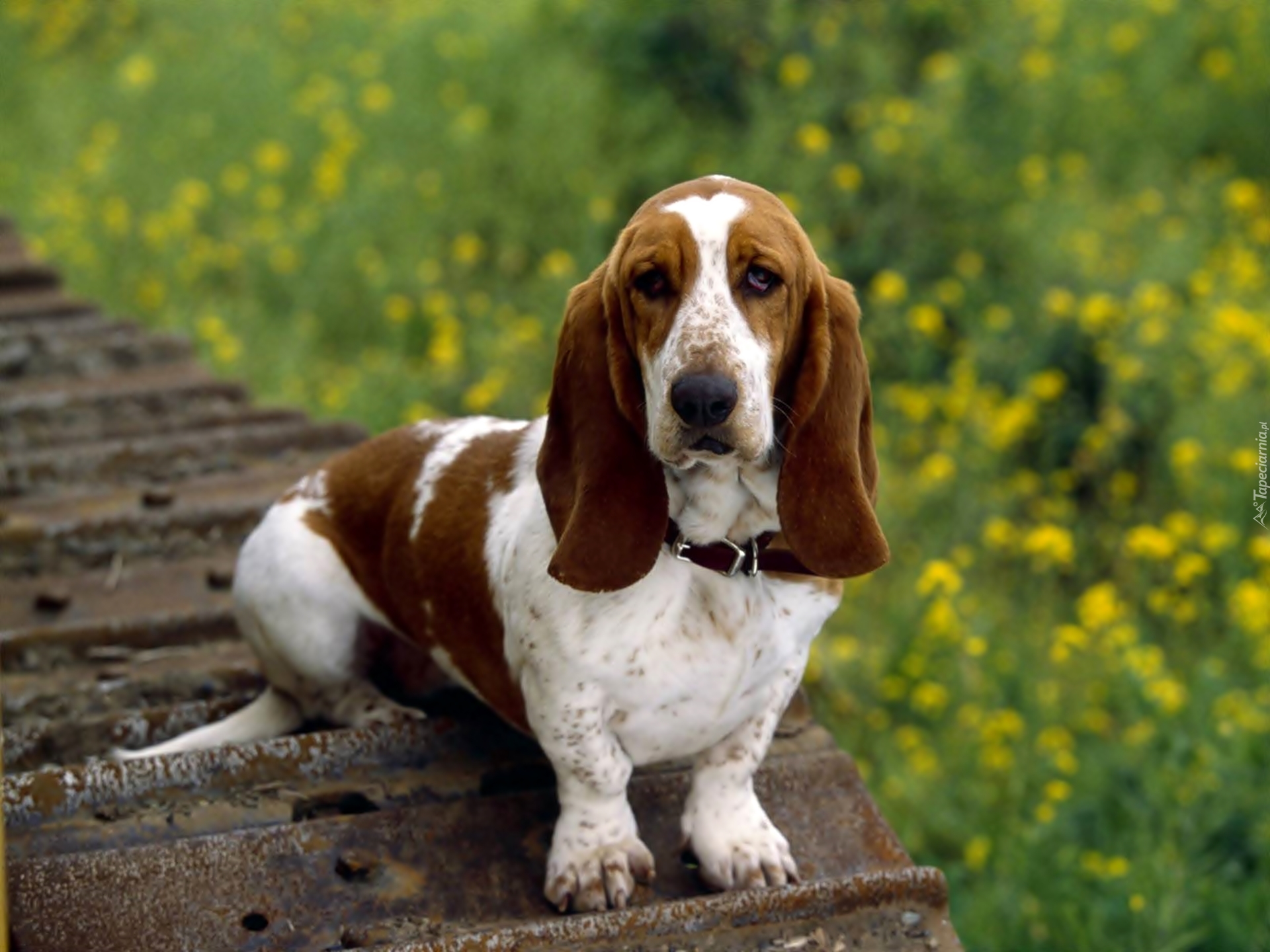 Basset Hound, Obroża