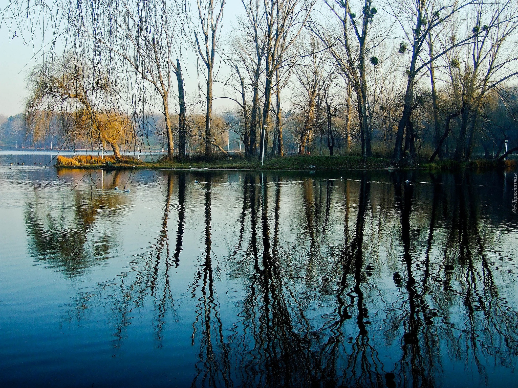 Jezioro, Lasy, Kaczki, Odbicie, Wodne