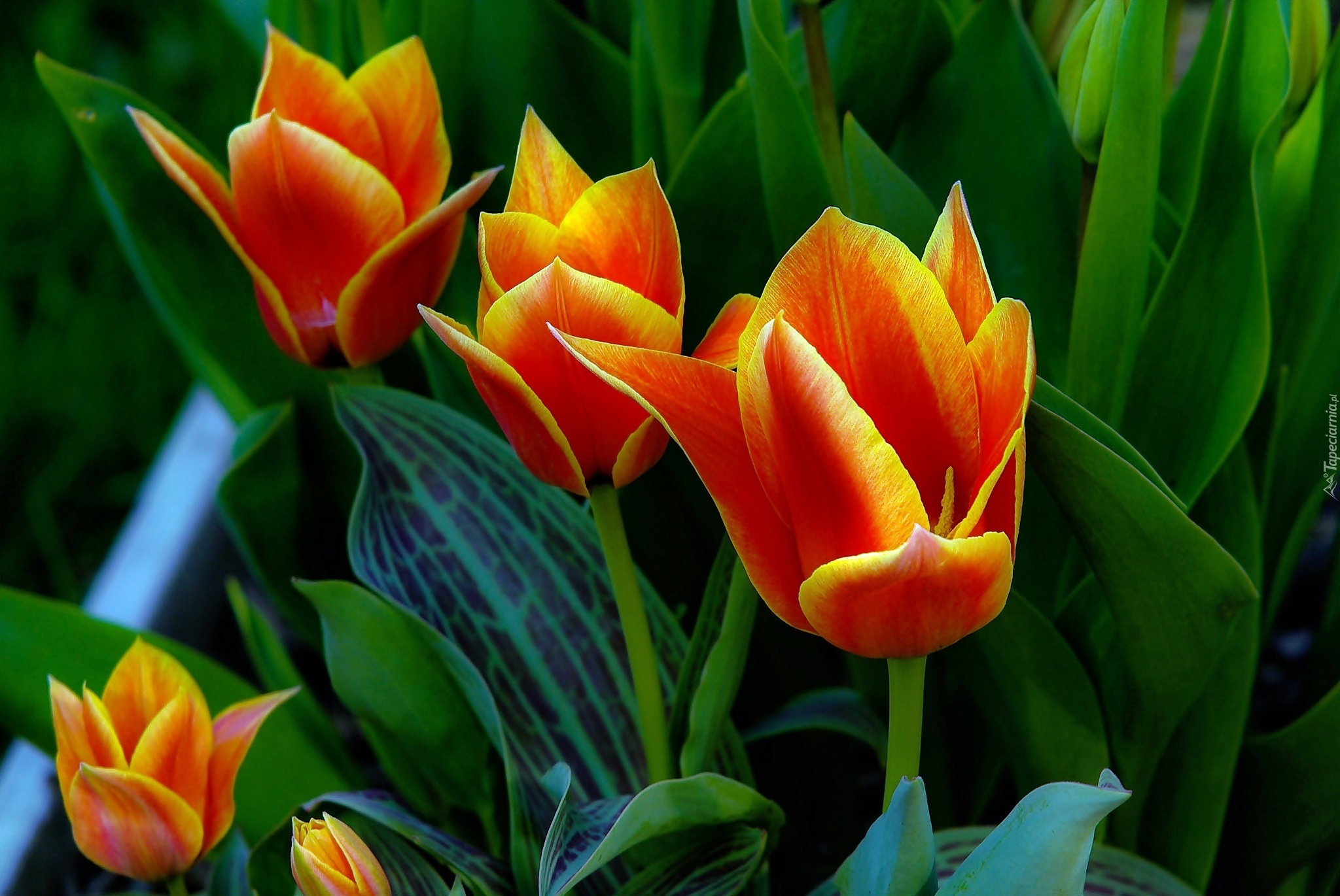 Pomarańczowe, Tulipany