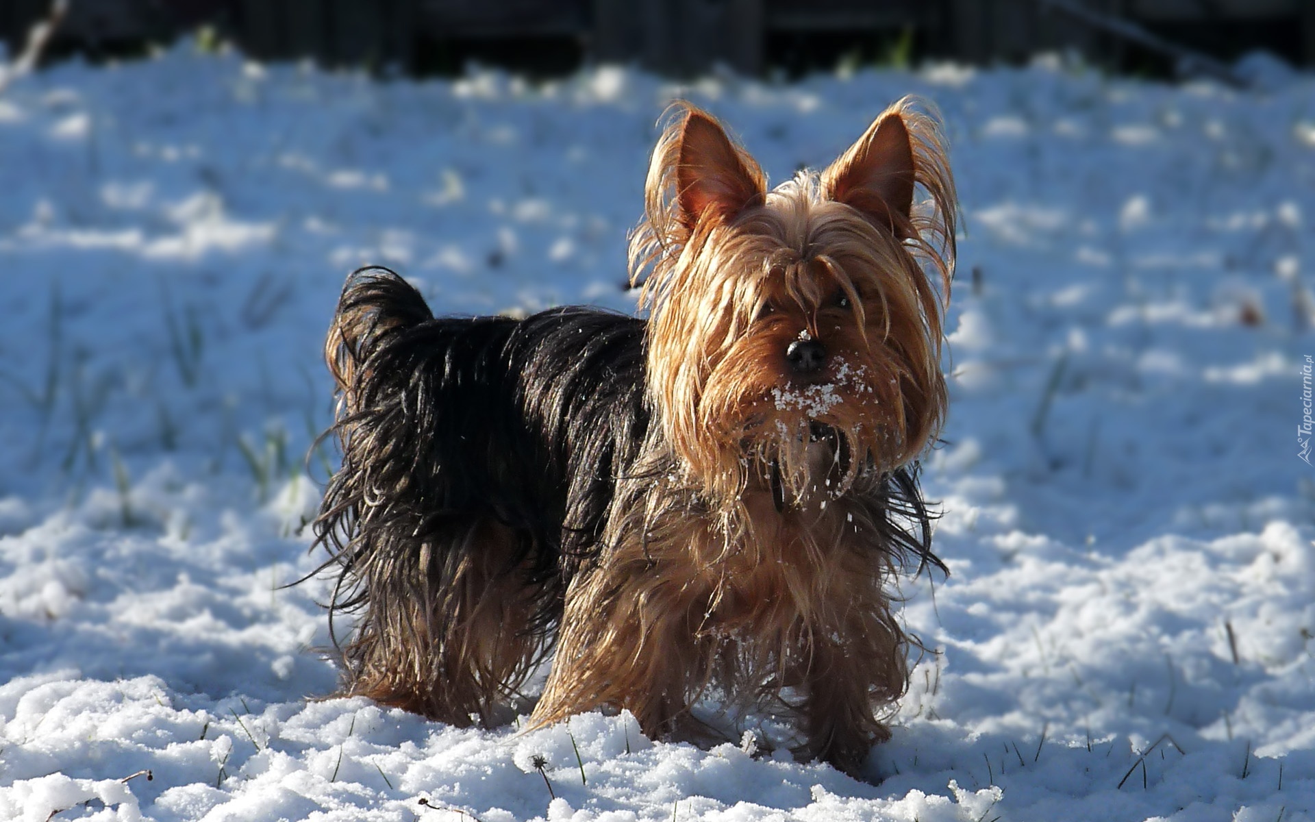 Yorkshire Terrier, Śnieg