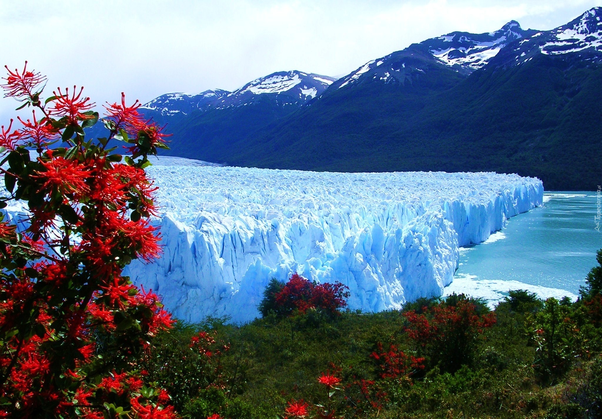 Lodowiec, Perito Moreno, Góry, Drzewa, Park Narodowy Los Glaciares, Argentyna