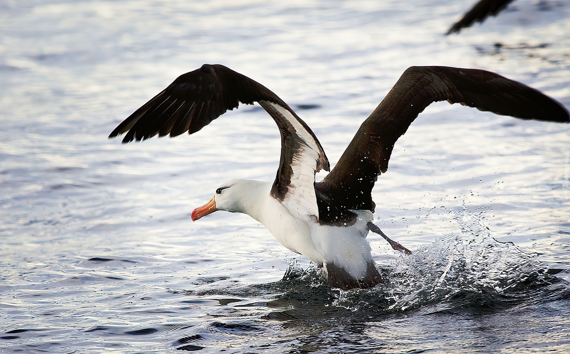 Albatros, Rozłożone, Skrzydła, Woda