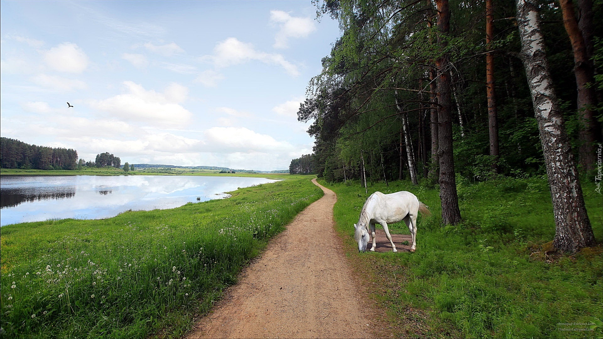 Rzeka, Las, Ścieżka, Biały, Koń