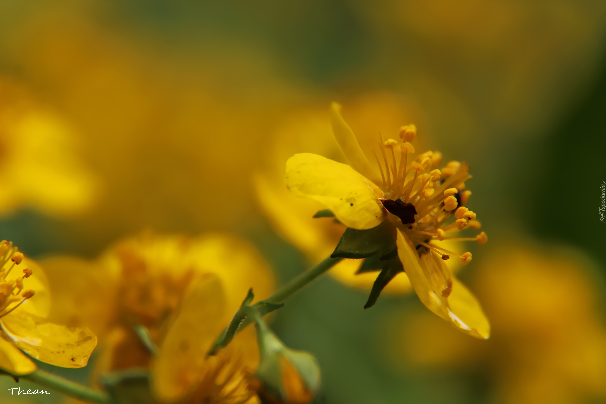 Żółte, Kwiaty, Pręciki