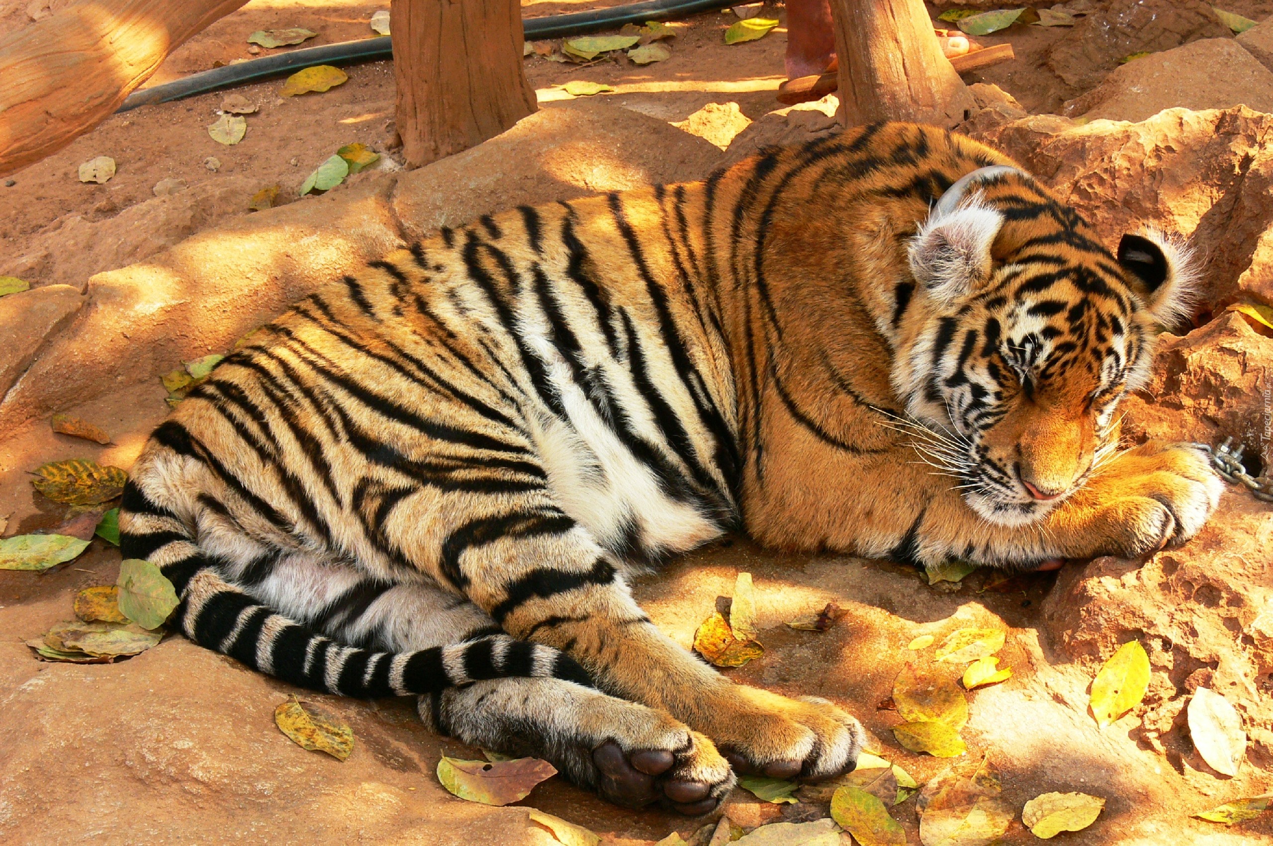 Tygrys, Tajlandia
