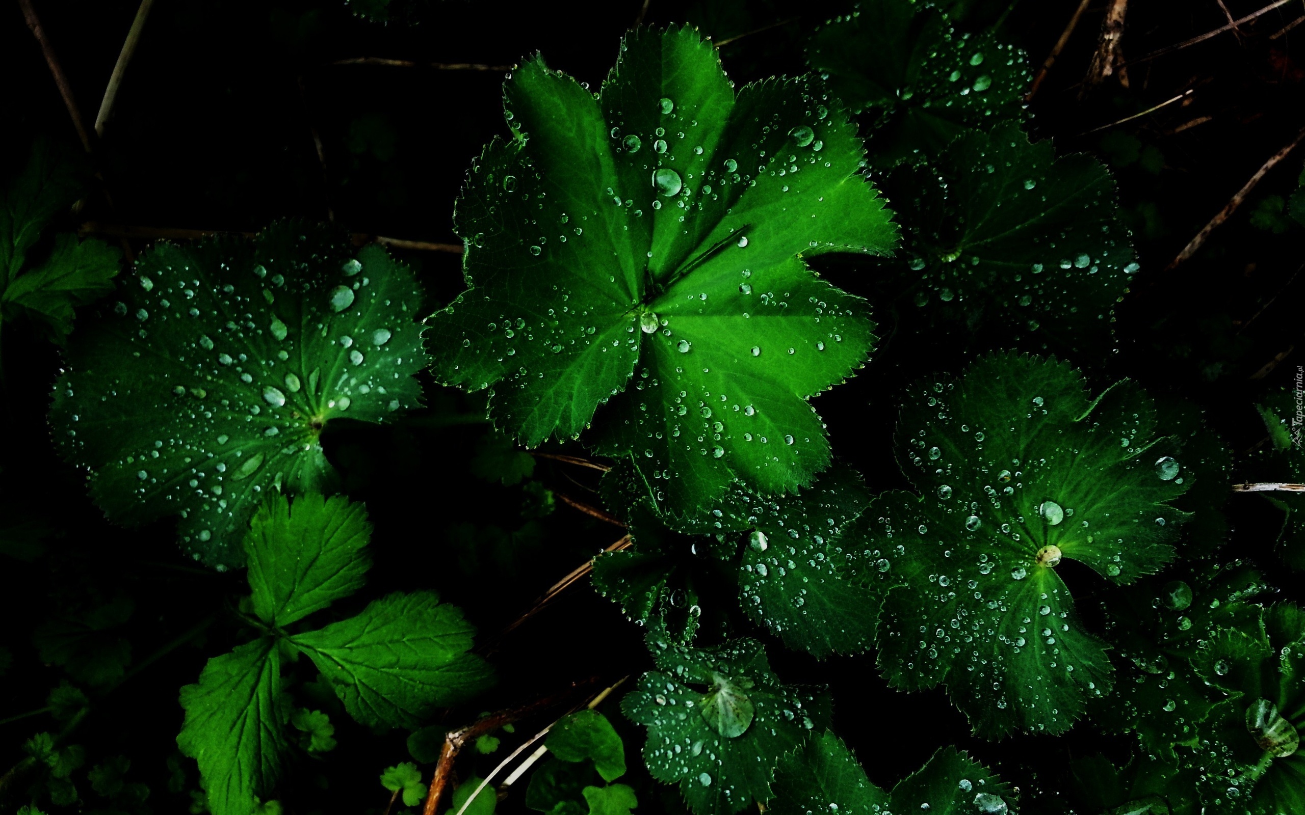 Zielone, Liście, Krople, Deszczu