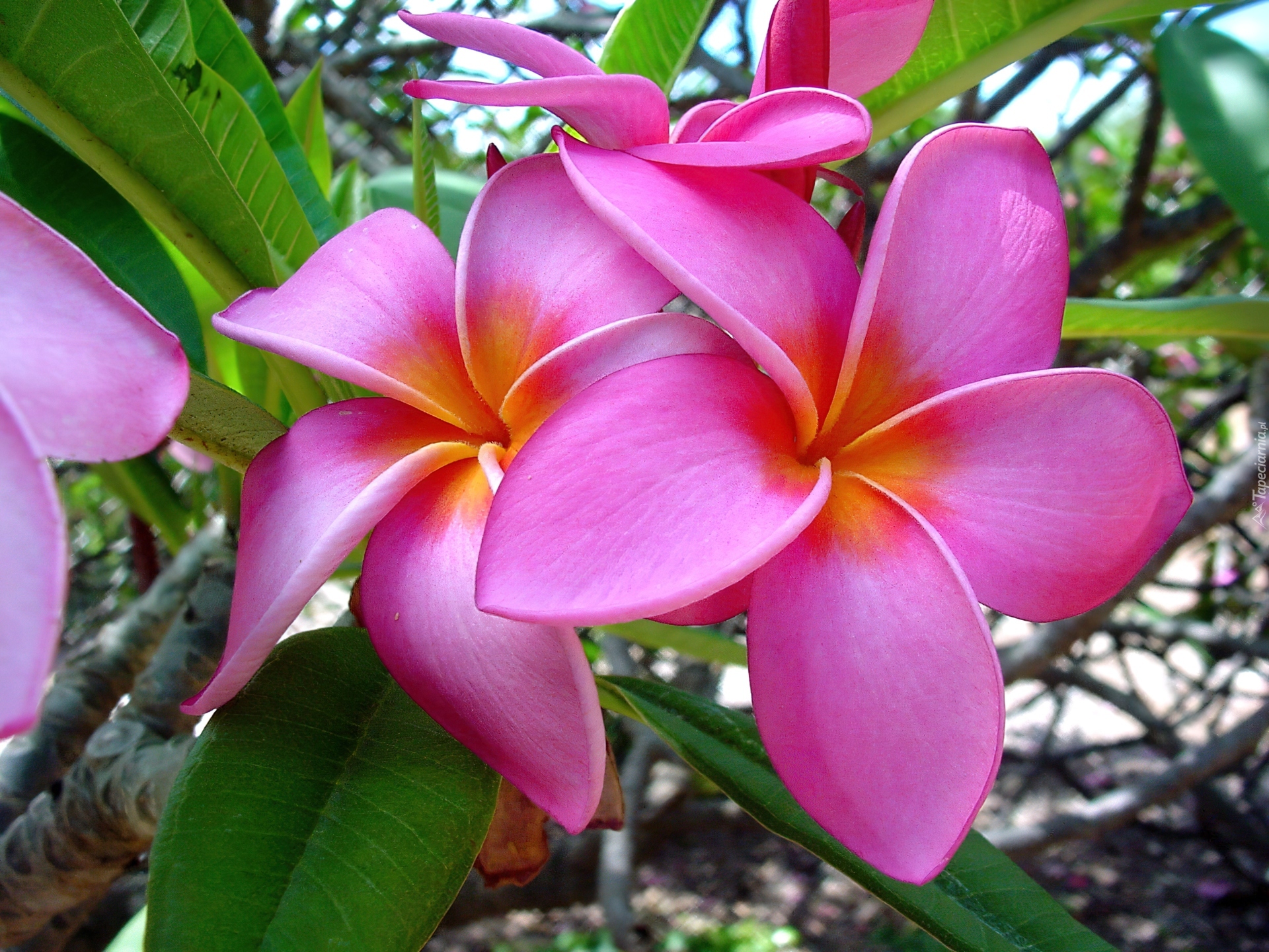 Piękna, Plumeria