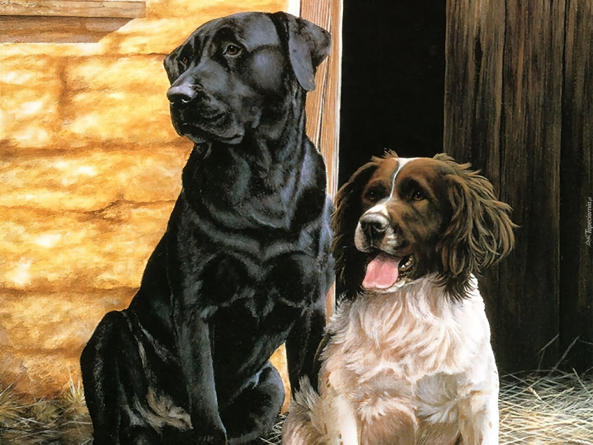 Dwa, Pieski, Szopa, Cocker spaniel angielski, Labrador Retriever