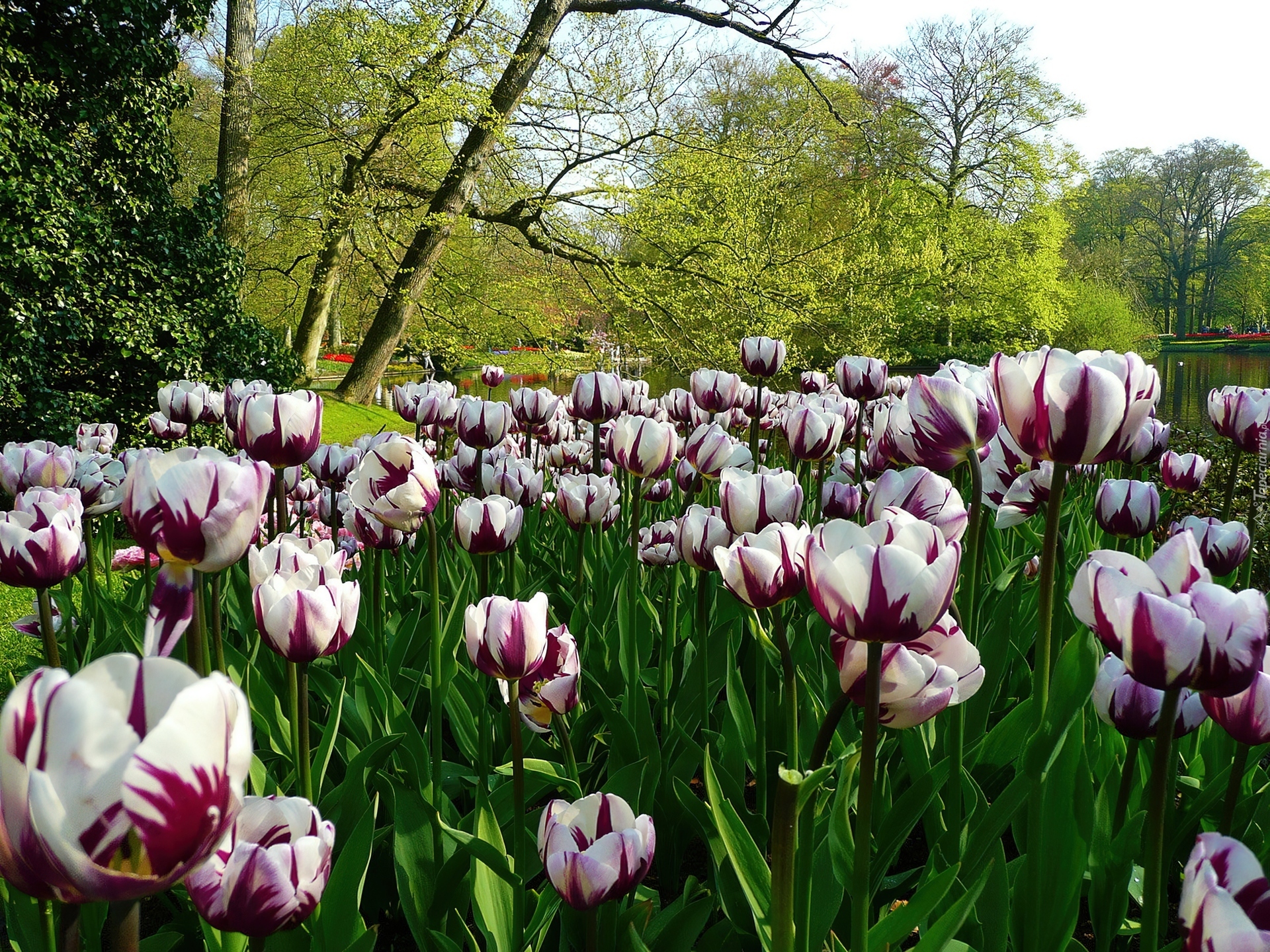 Tulipany, Park