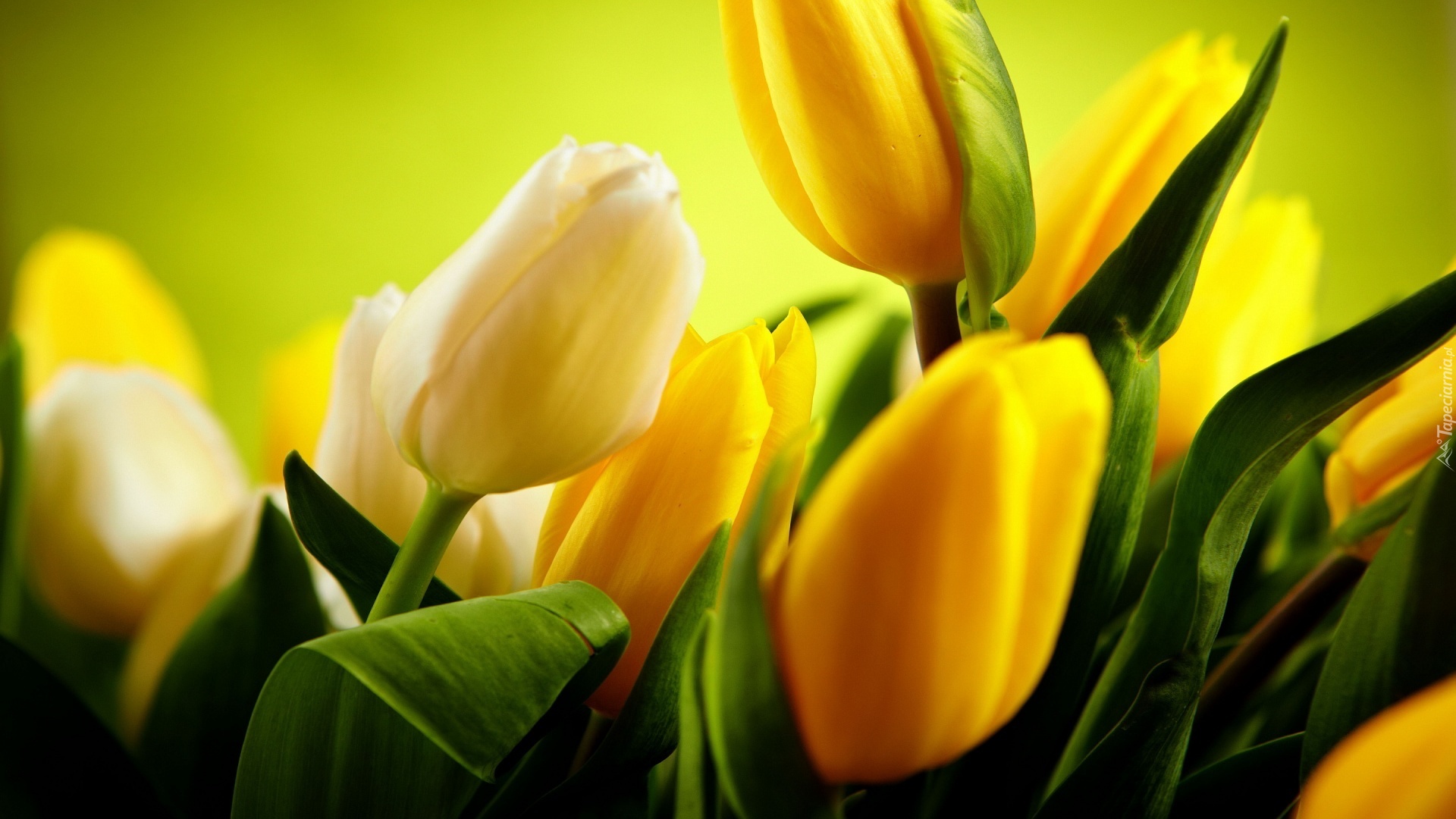 Białe, Żółte, Tulipany