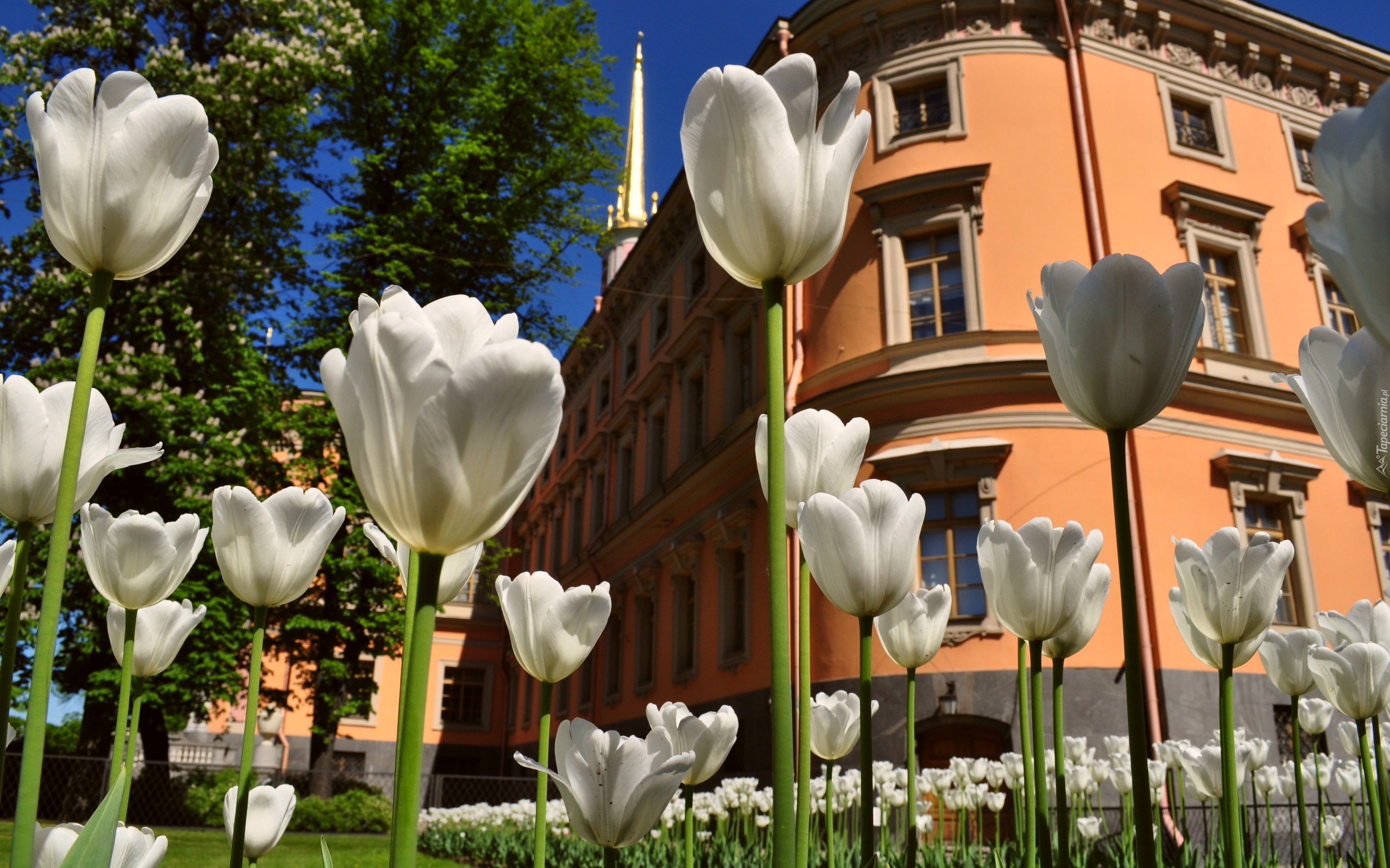 Białe, Tulipany, Budynek