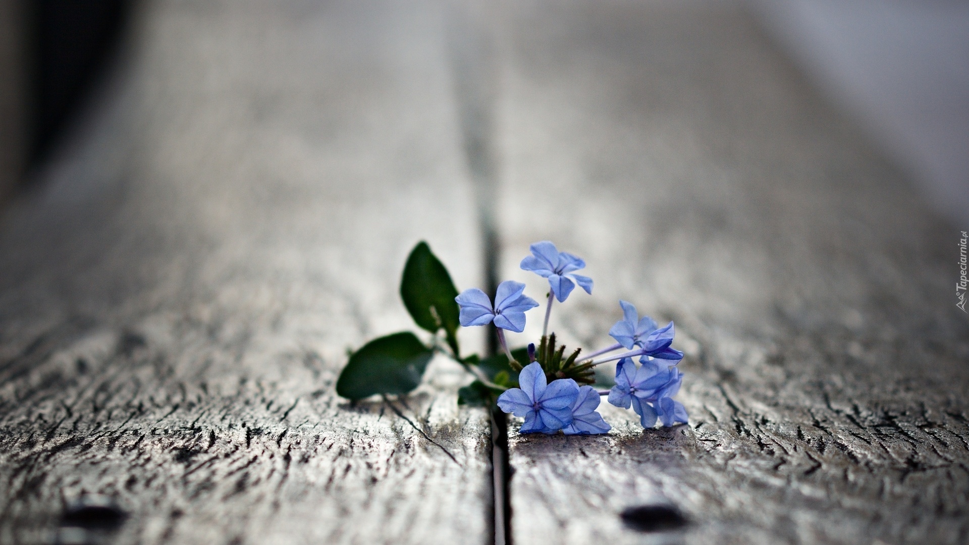Niebieski, Kwiatek, Deski