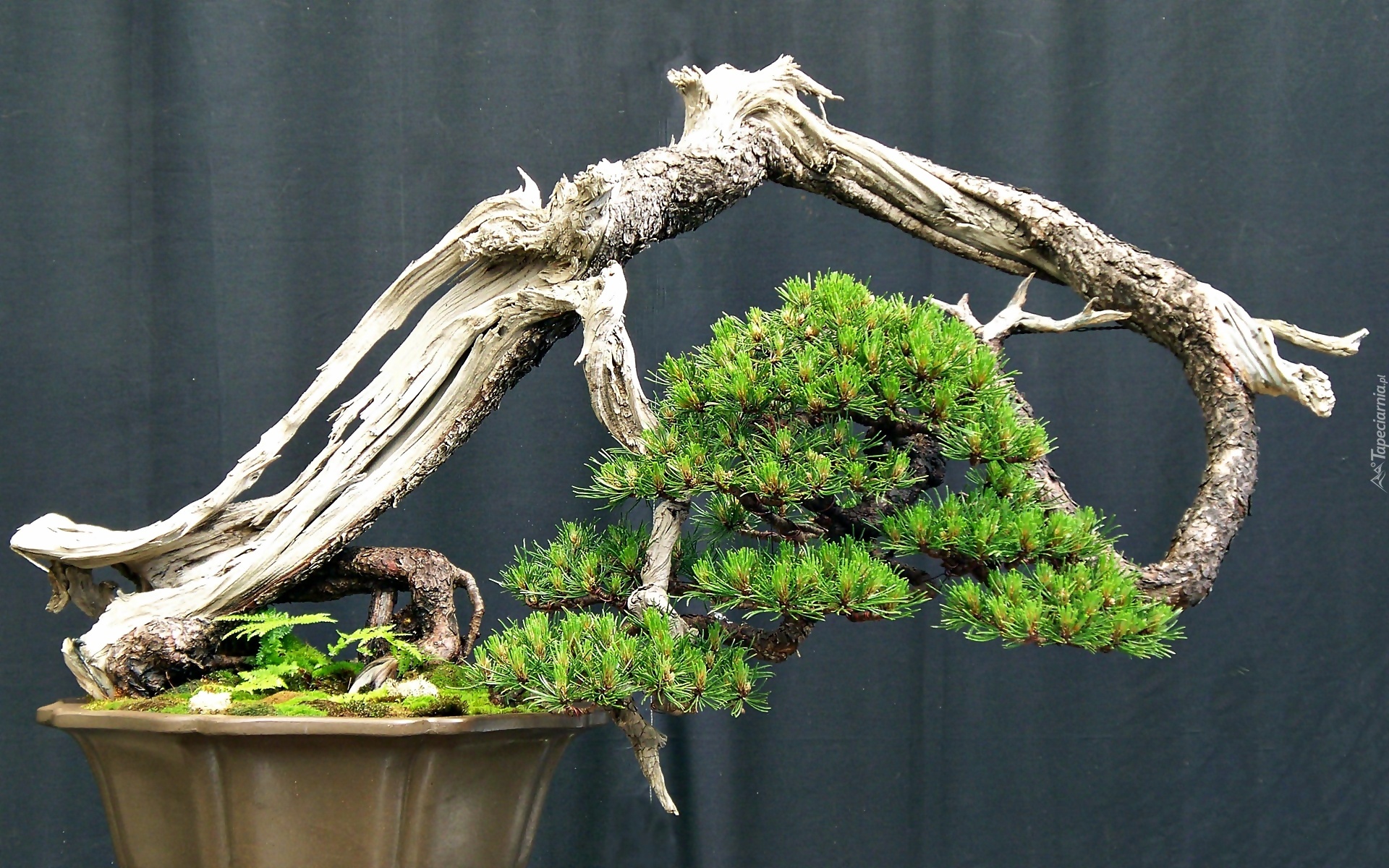 Drzewko, Bonsai