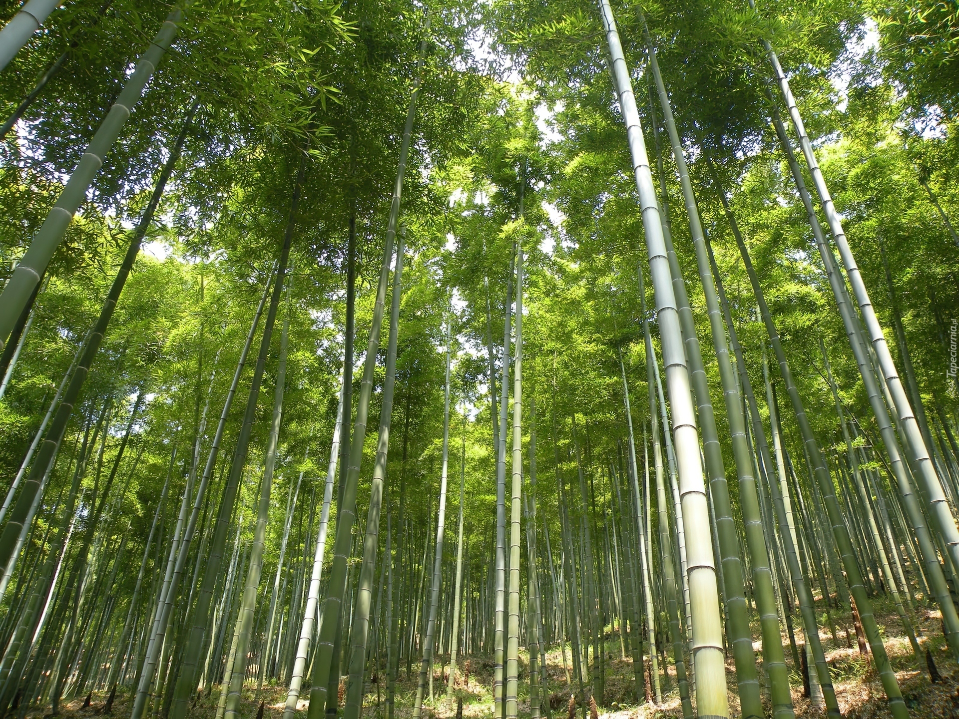Las, Bambusowy