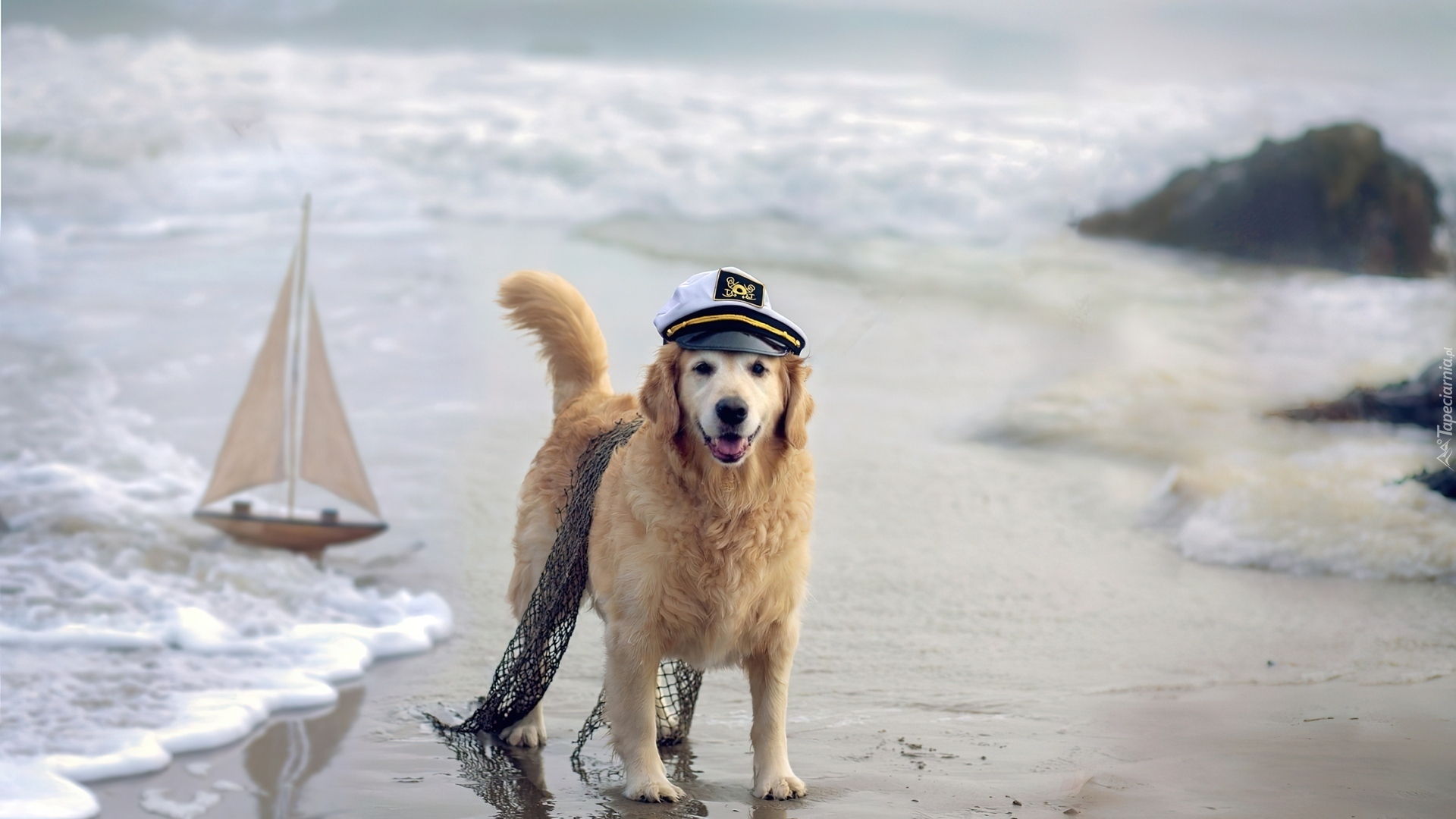Pies, Morze, Czapka