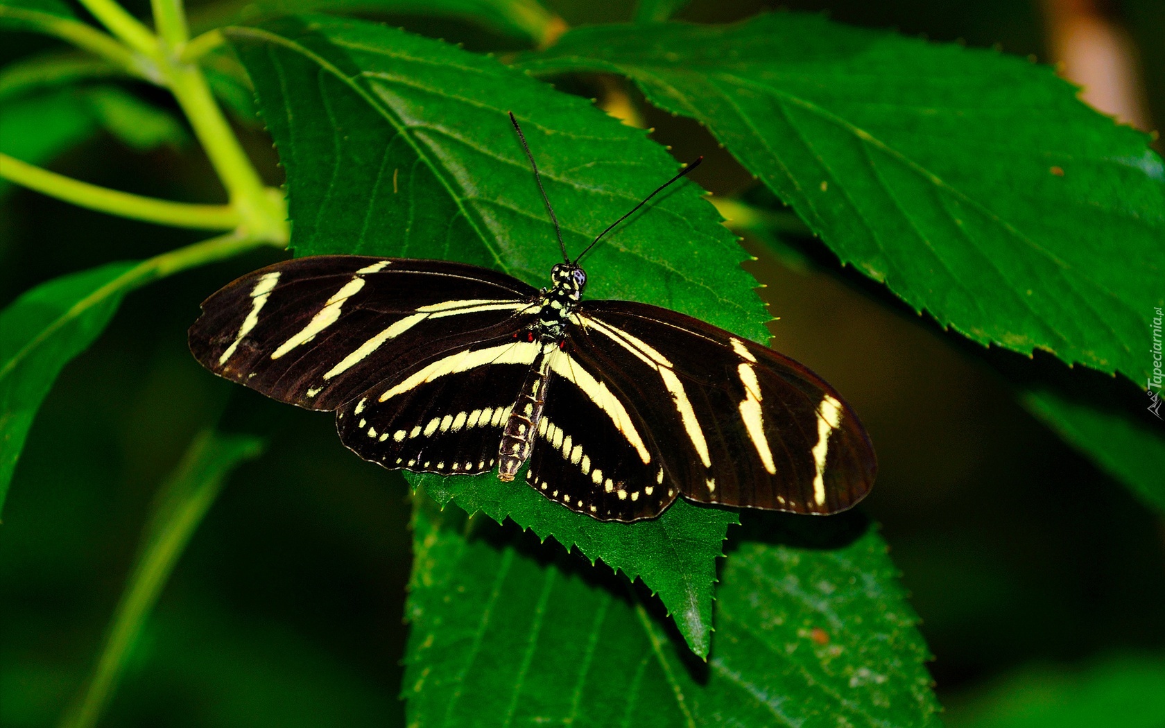 Piękny, Motyl, Liście