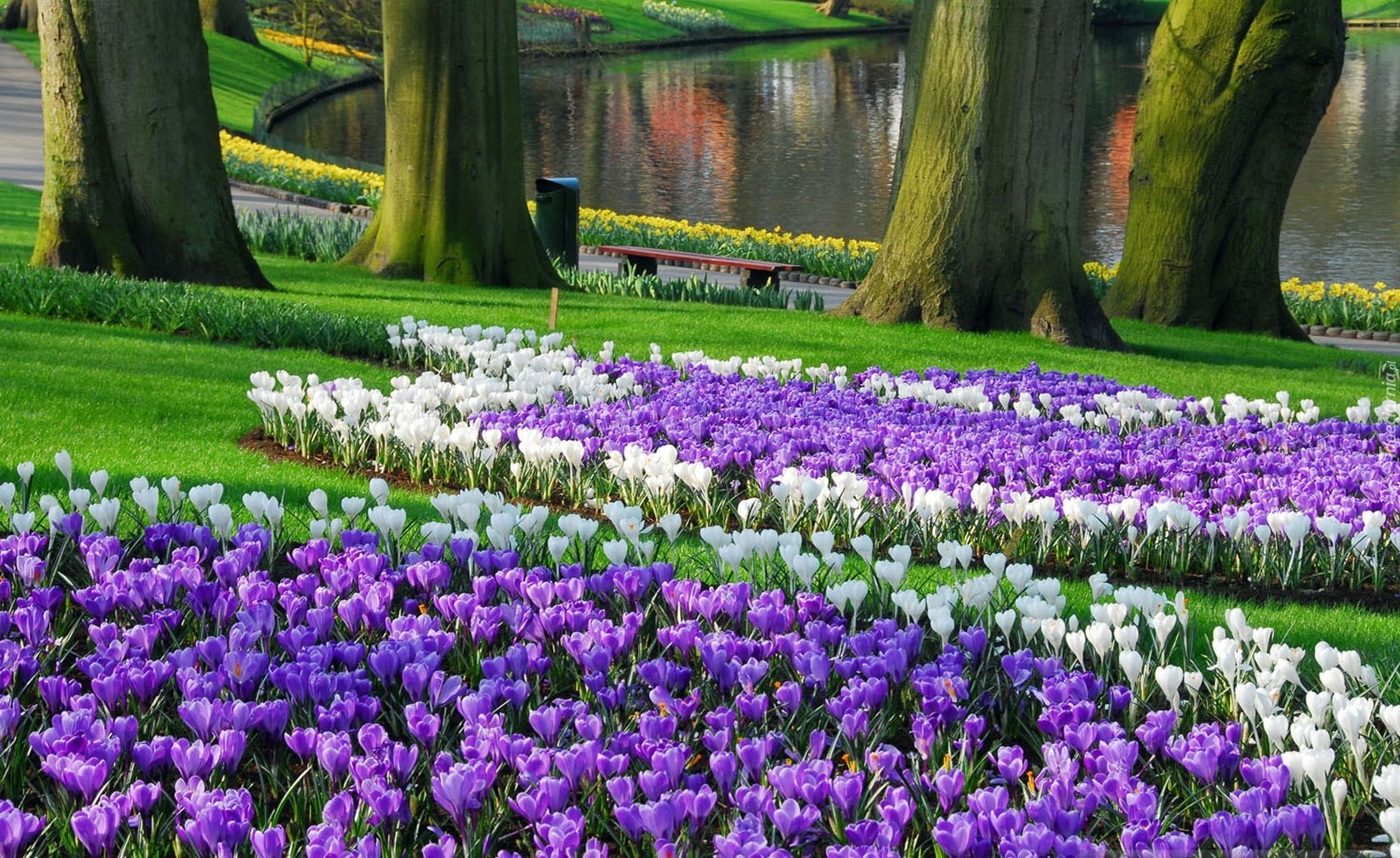 Park, Ławeczka, Jeziorko, Krokusy